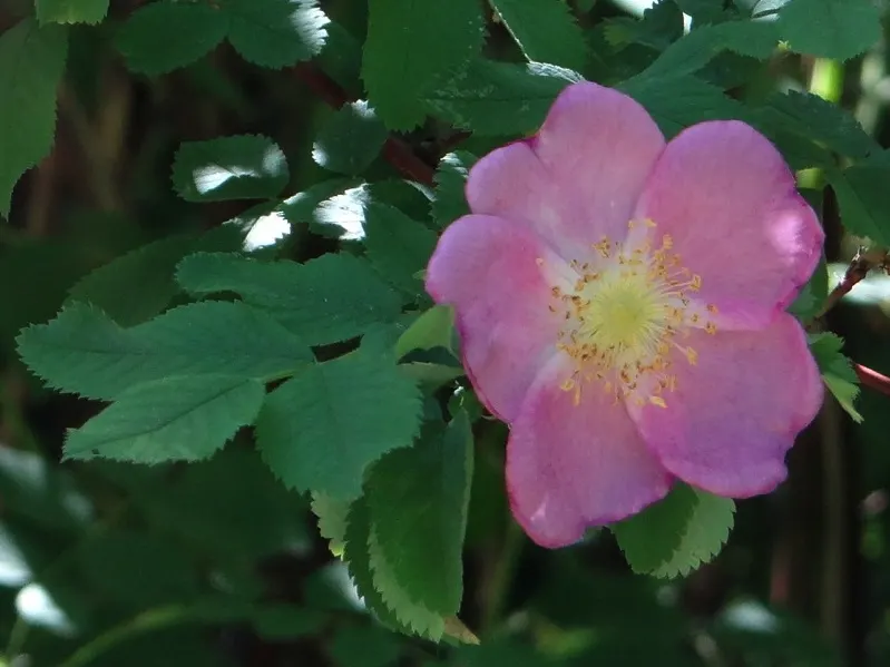 Nootka Rose (Rosa Nutkana) — ideal for hedging and wildlife gardens