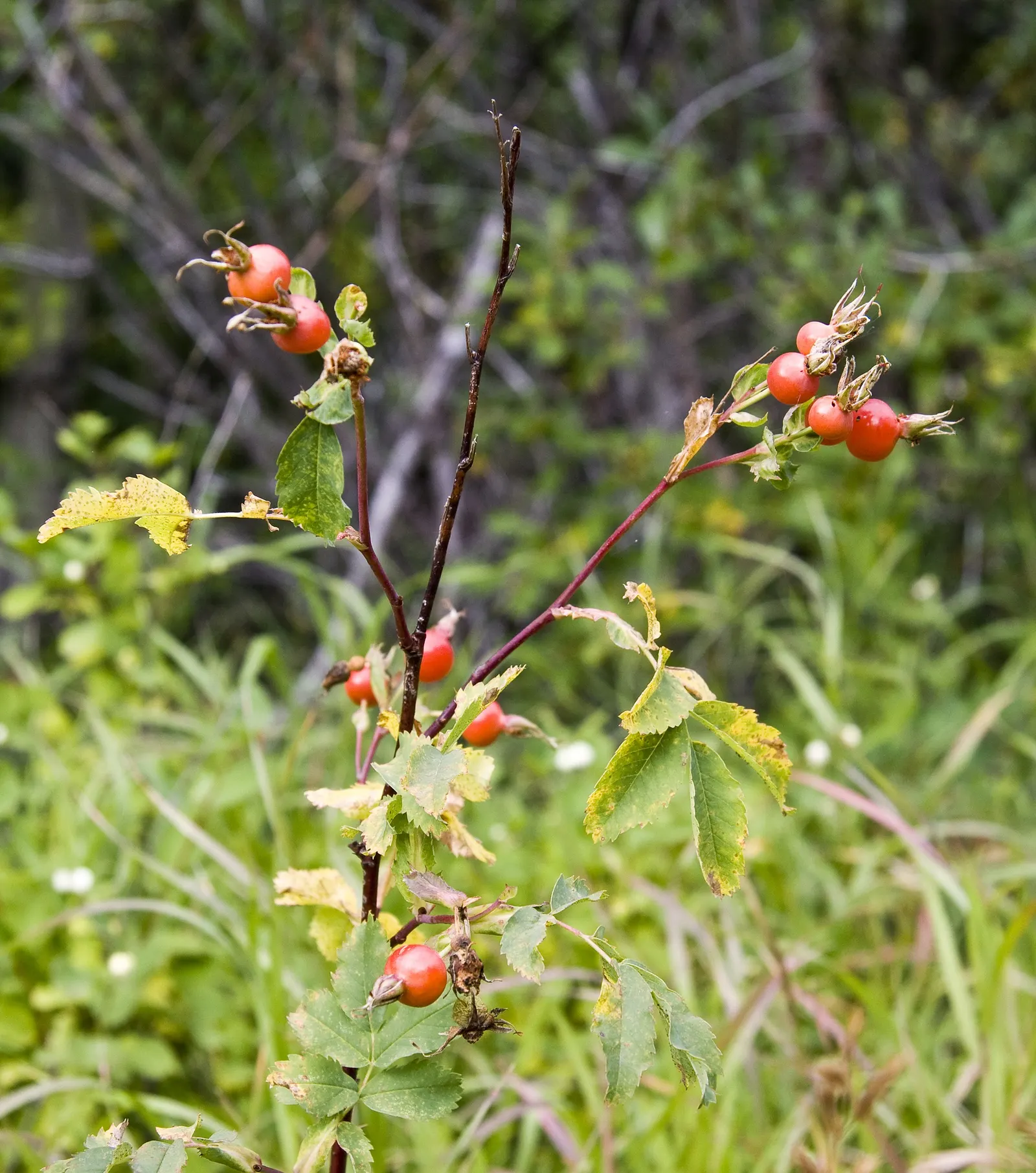 Nootka Rose (Rosa Nutkana) — though it's tolerant of various soil types