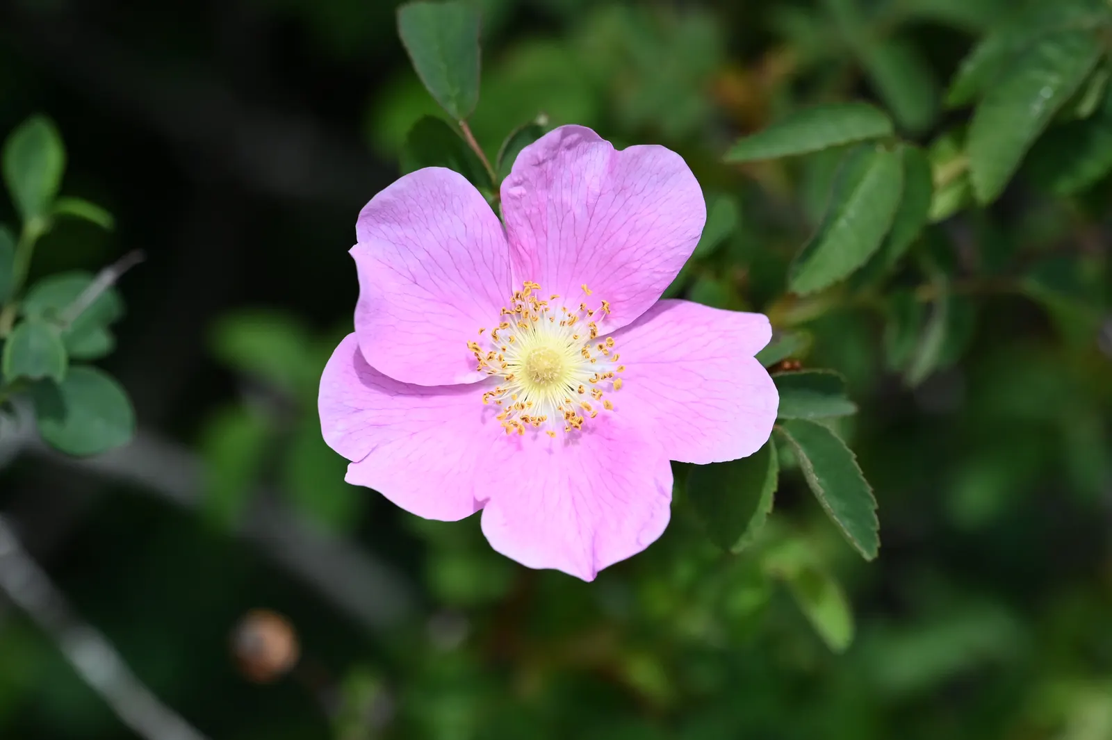 Nootka Rose (Rosa Nutkana) — is a native North American species renowned for its striking beauty and resilience; shrub / vine with pink blooms