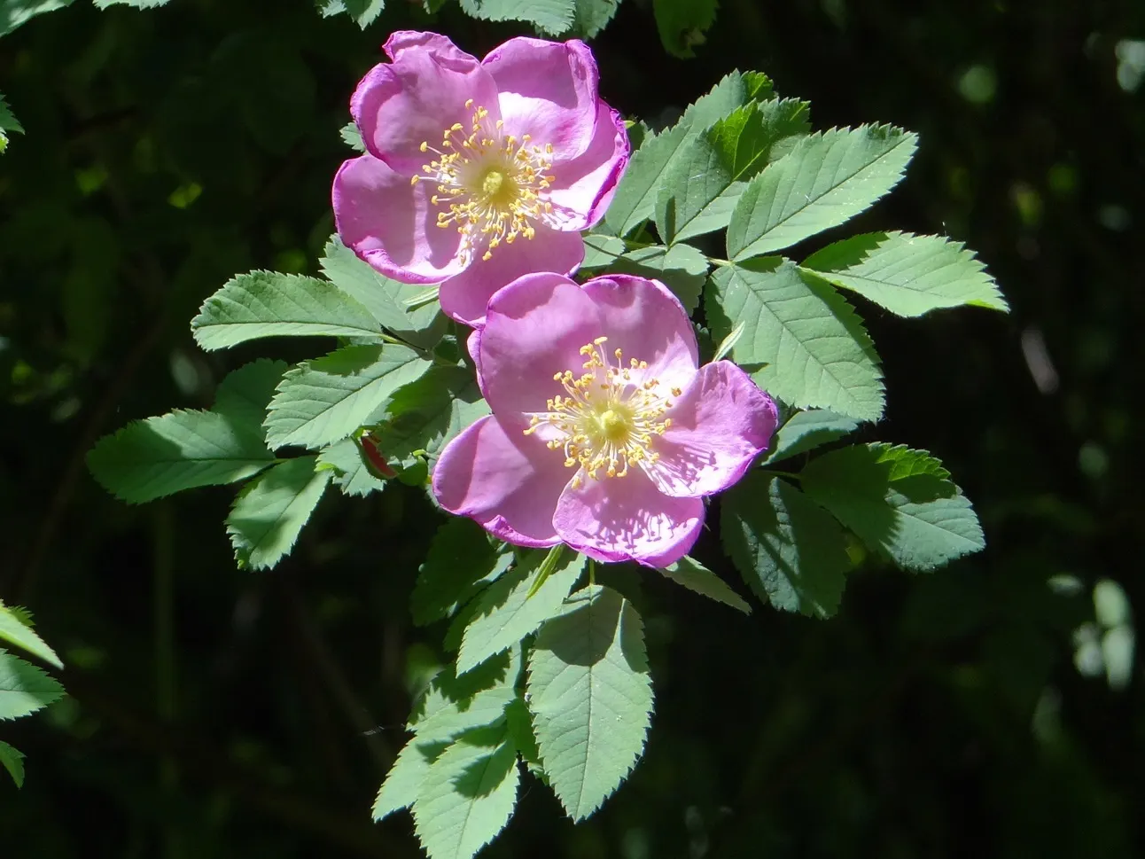 Nootka Rose (Rosa Nutkana) — pink flowers in the garden