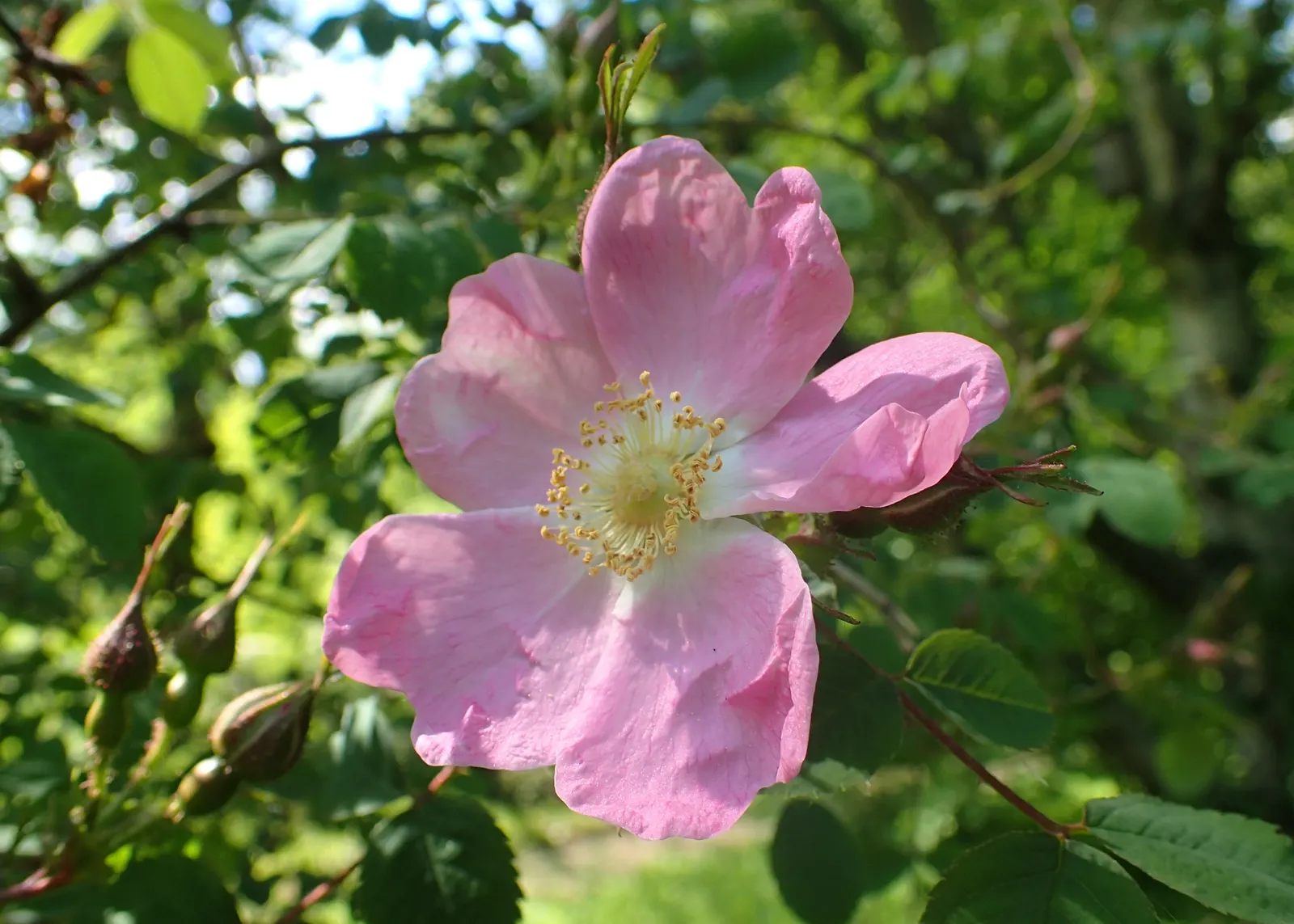 Nootka Rose (Rosa Nutkana) — Its pinnate leaves are a rich green; it thrives in USDA zones 4-8, reaching 3-9 feet in height and spreading 3-6 feet