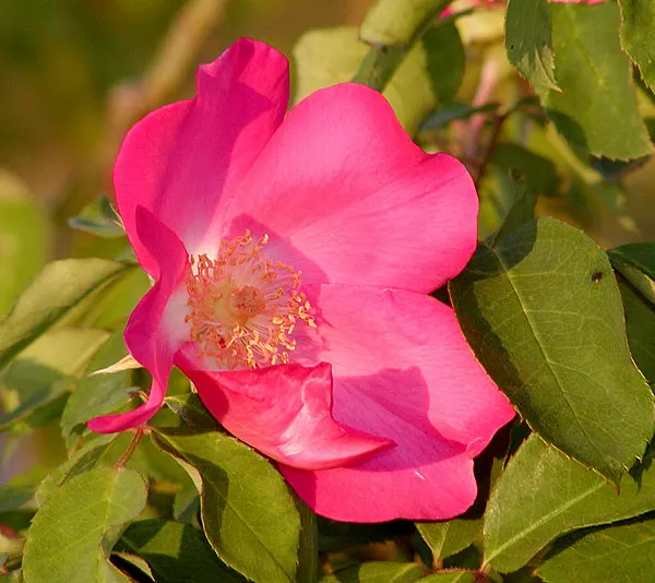 Nootka Rose (Rosa Nutkana) — orange-red hips in the fall; making it an excellent choice for naturalistic landscape designs