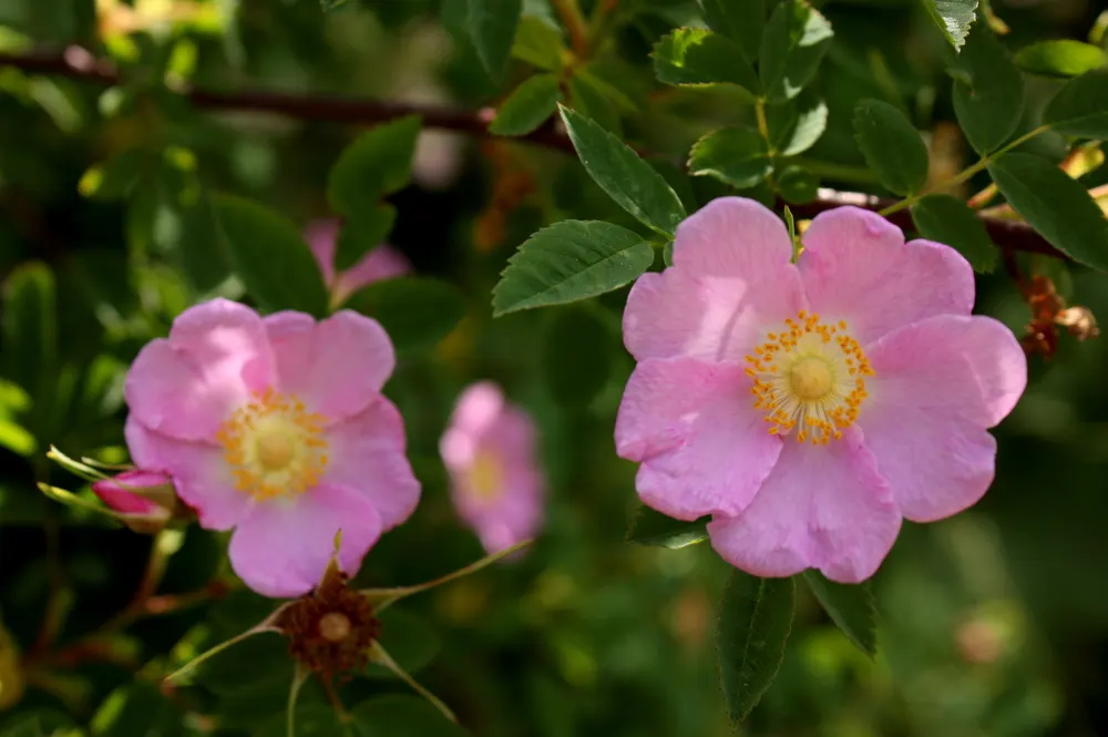 Nootka Rose (Rosa Nutkana) — This hardy species enjoys full sun to partial shade and tolerates various soils; which are a valuable food source for birds