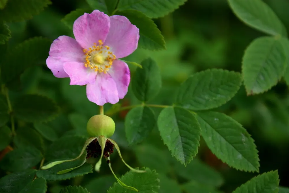 Nootka Rose (Rosa Nutkana) — Its pinnate leaves are a rich green