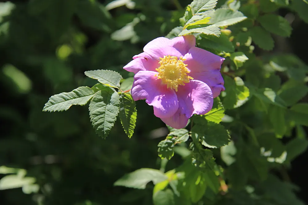 Nootka Rose (Rosa Nutkana) — ideal for hedging and wildlife gardens; its pinnate leaves are a rich green