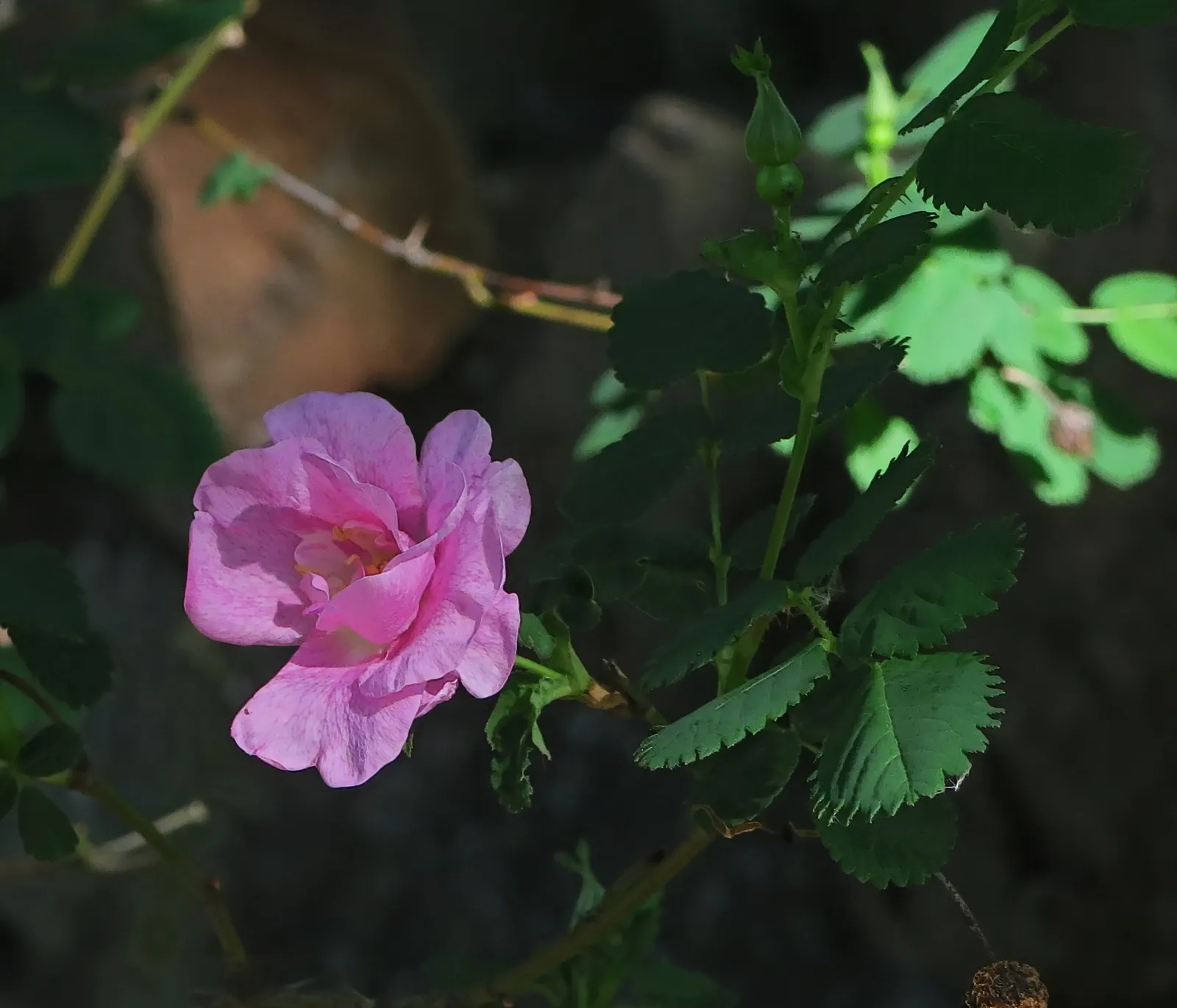 Nootka Rose (Rosa Nutkana) — making it an excellent choice for naturalistic landscape designs