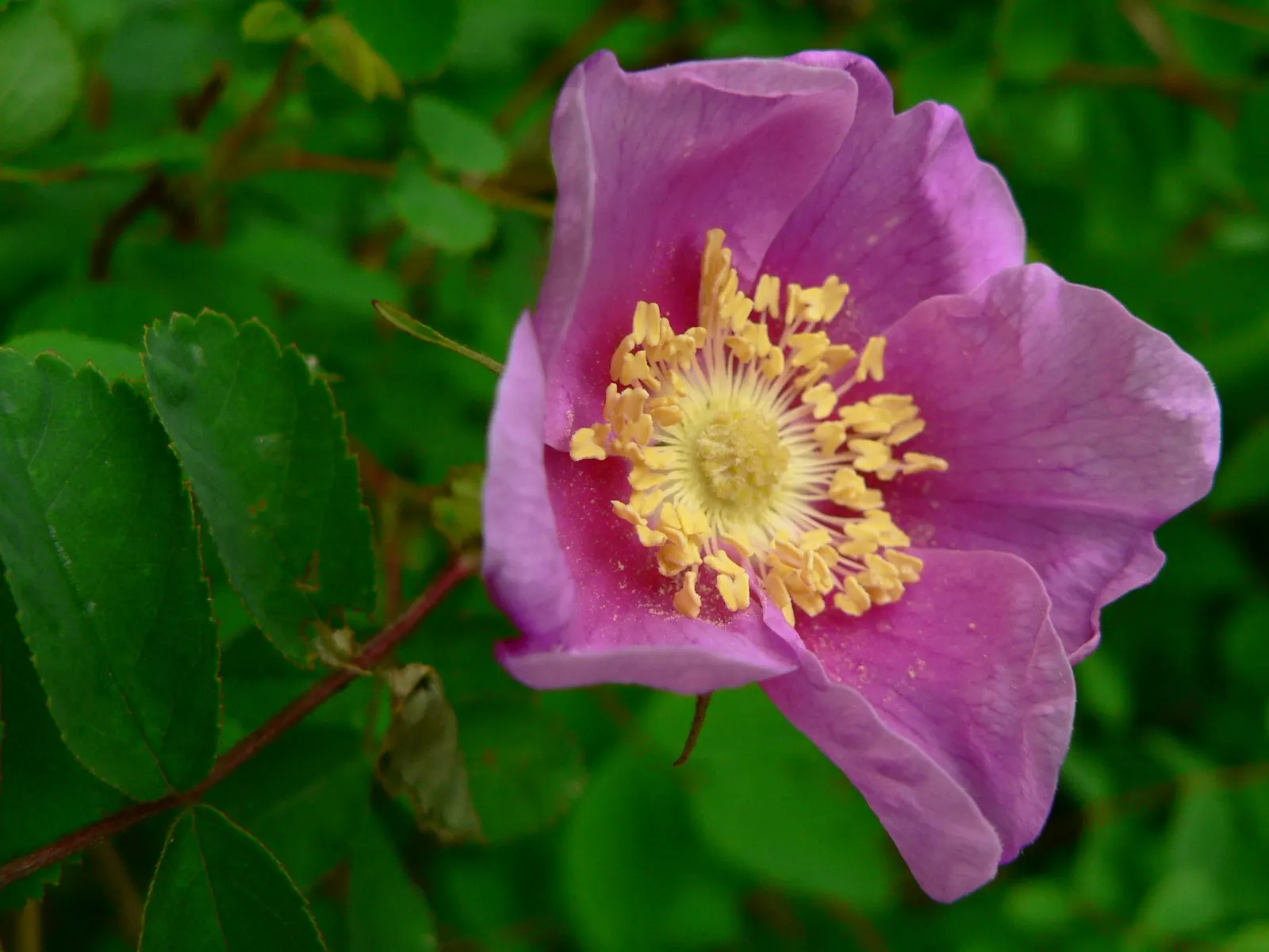 Nootka Rose (Rosa Nutkana) — Its dense thicket growth and rose hips appeal to wildlife