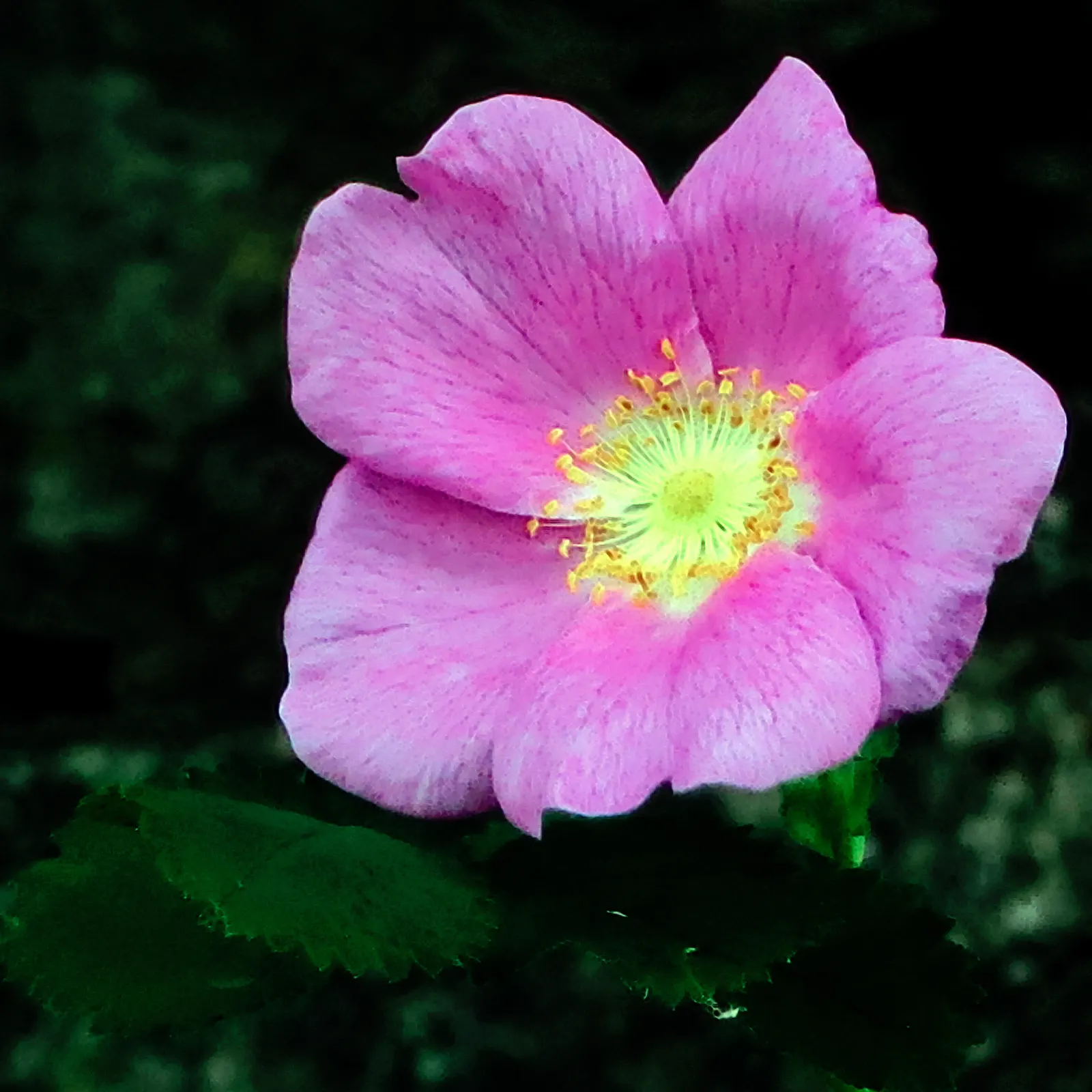 Nootka Rose (Rosa Nutkana) — This deciduous shrub typically reaches a mature height of 3 to 9 feet and can spread 3 to 6 feet wide