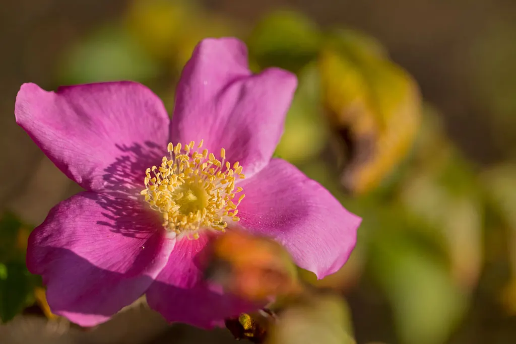 Nootka Rose (Rosa Nutkana) — Minimal maintenance is required, though occasional pruning can encourage vigor and shape