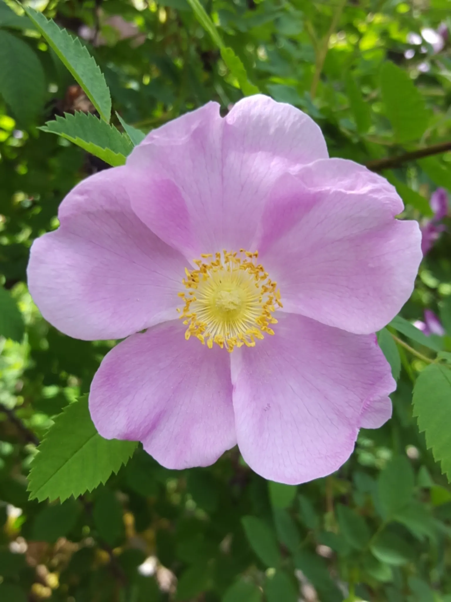 Nootka Rose (Rosa Nutkana) — It thrives in USDA zones 4-8, reaching 3-9 feet in height and spreading 3-6 feet