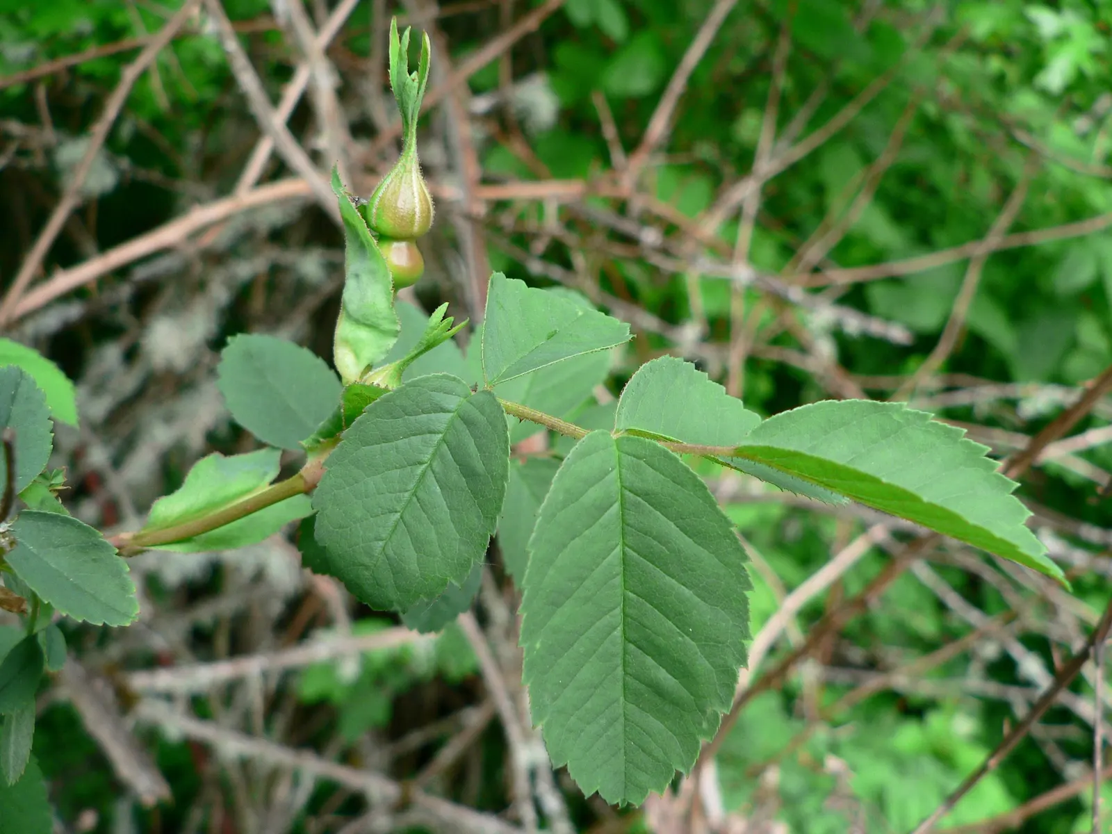 Nootka Rose (Rosa Nutkana) — while the thorns provide a natural barrier