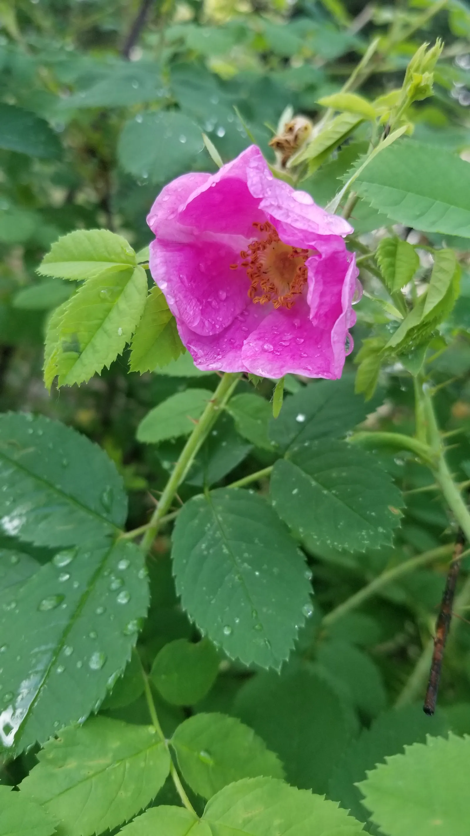 Nootka Rose (Rosa Nutkana) — It thrives in USDA zones 4-8, reaching 3-9 feet in height and spreading 3-6 feet; while the thorns provide a natural barrier