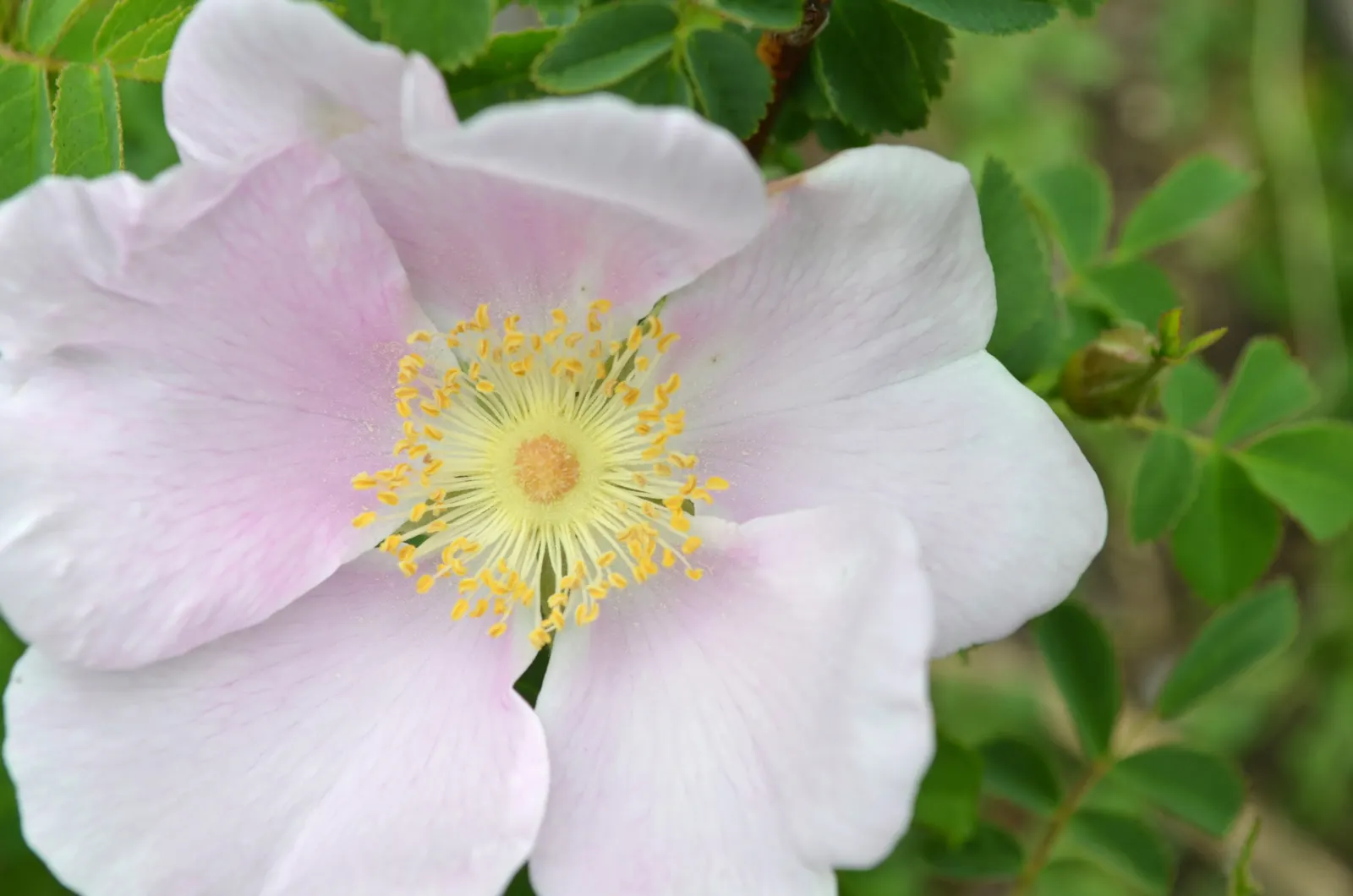 Nootka Rose (Rosa Nutkana) — Rosa nutkana is a robust addition to any garden looking to champion native flora and support local ecosystems