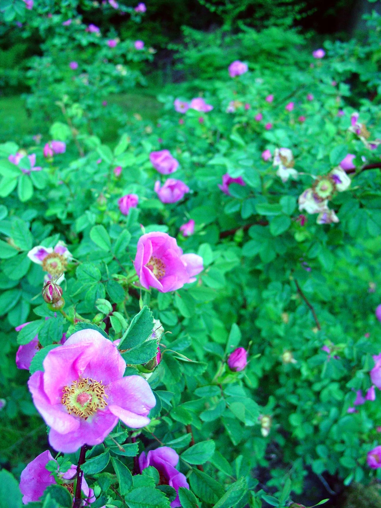 Nootka Rose (Rosa Nutkana) — the Nootka Rose thrives in full sun to partial shade and prefers well-drained soils