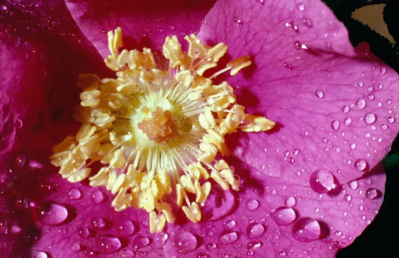 Nootka Rose (Rosa Nutkana) — making it an excellent choice for naturalistic landscape designs; is a native North American species renowned for its striking