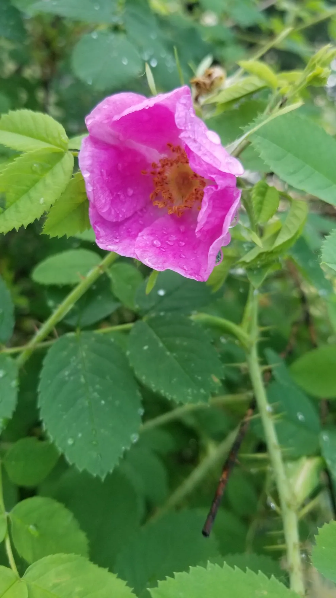 Nootka Rose (Rosa Nutkana) — while the thorns provide a natural barrier; ideal for hedging and wildlife gardens