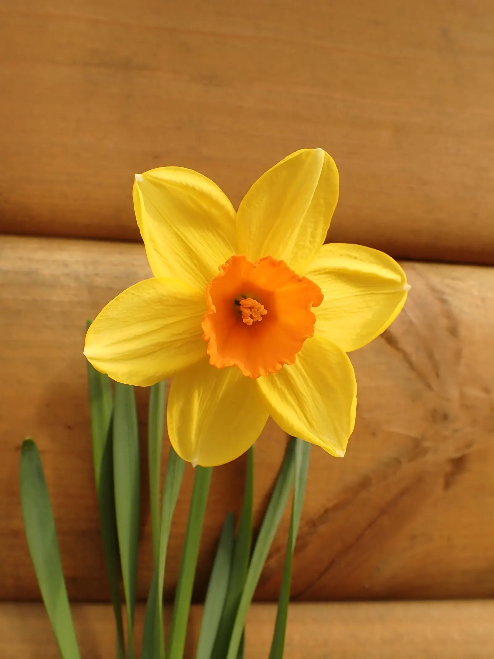 Daffodil (Narcissus Assorted Varieties) — They thrive in USDA Hardiness Zones 3 through 8 and prefer well-drained soil, image 58