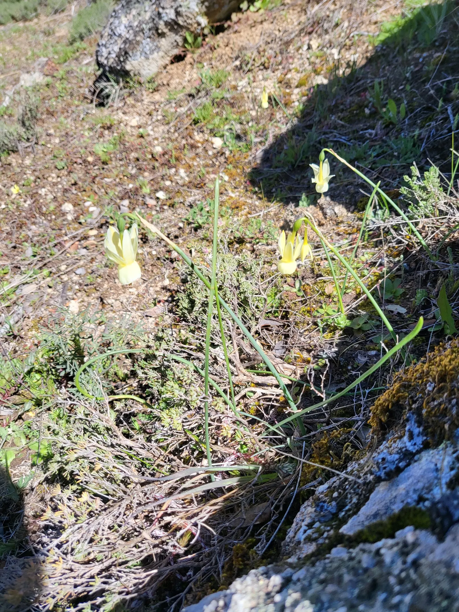 Daffodil (Narcissus Assorted Varieties) — bulb for full or half