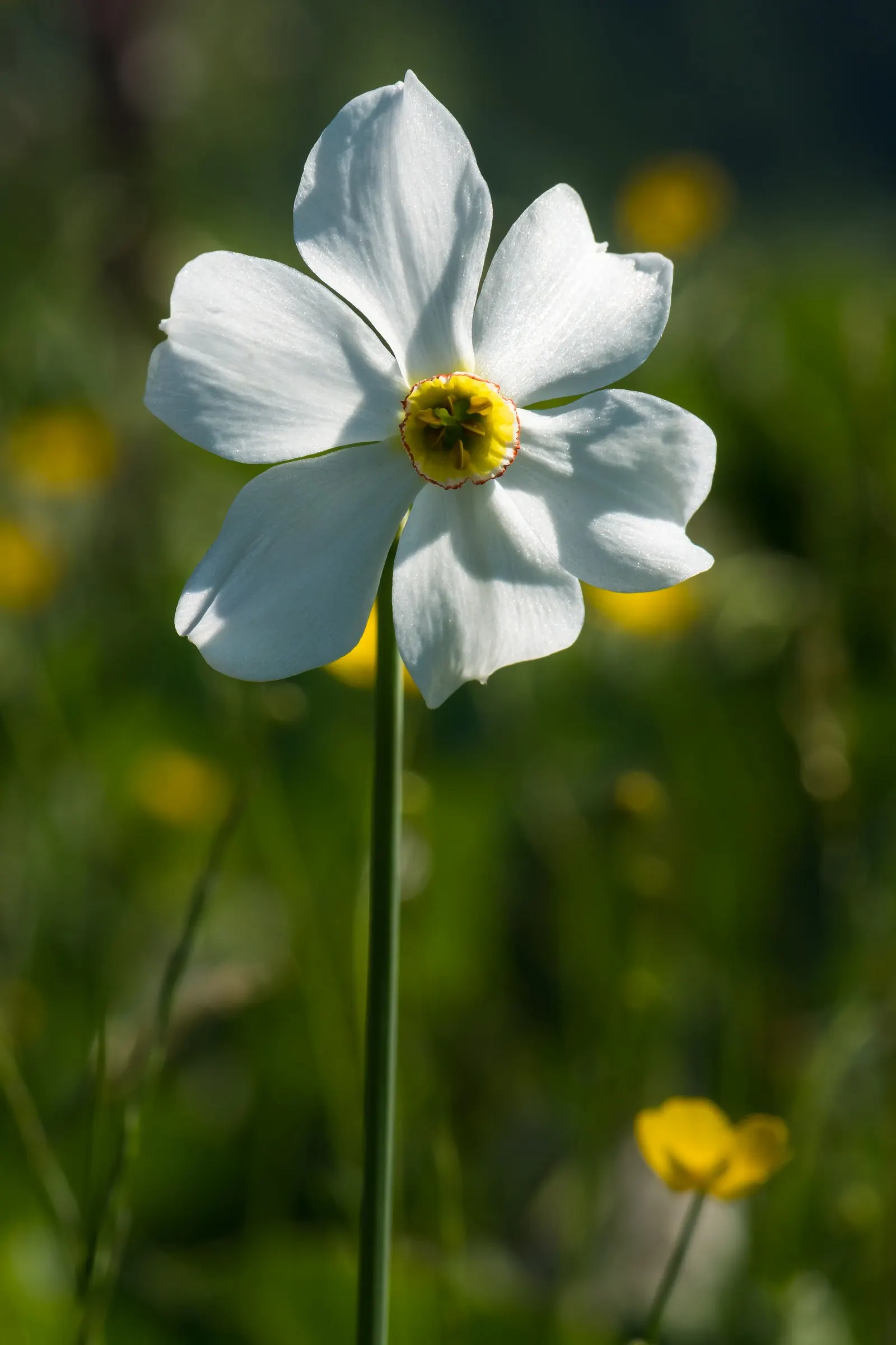 Daffodil (Narcissus Assorted Varieties) — commonly known as Daffodil; they thrive in USDA zones 3-8 with full to partial sun and well-drained soil
