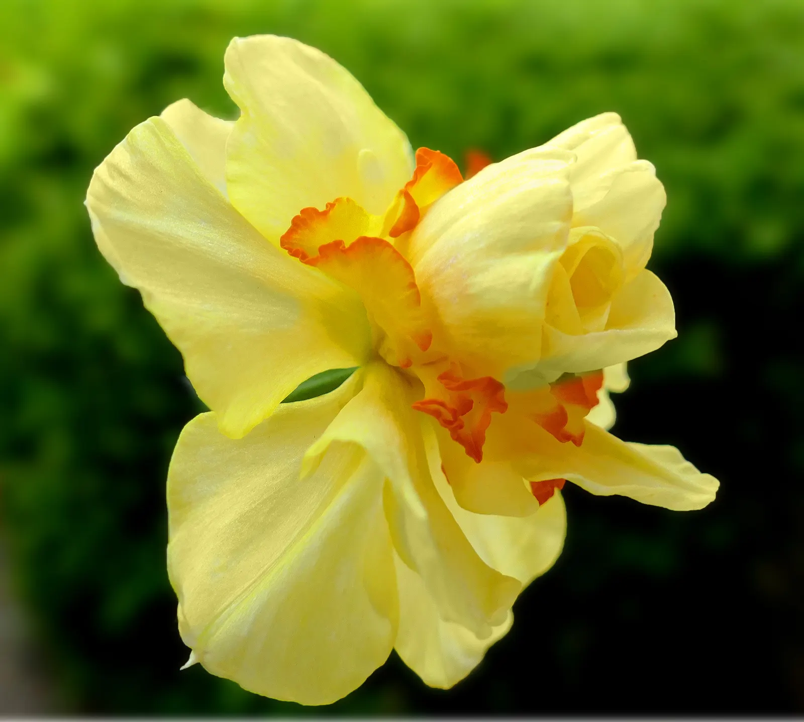 Daffodil (Narcissus Assorted Varieties) — which should maintain sufficient moisture without waterlogging; daffodils will provide recurrent beauty each year