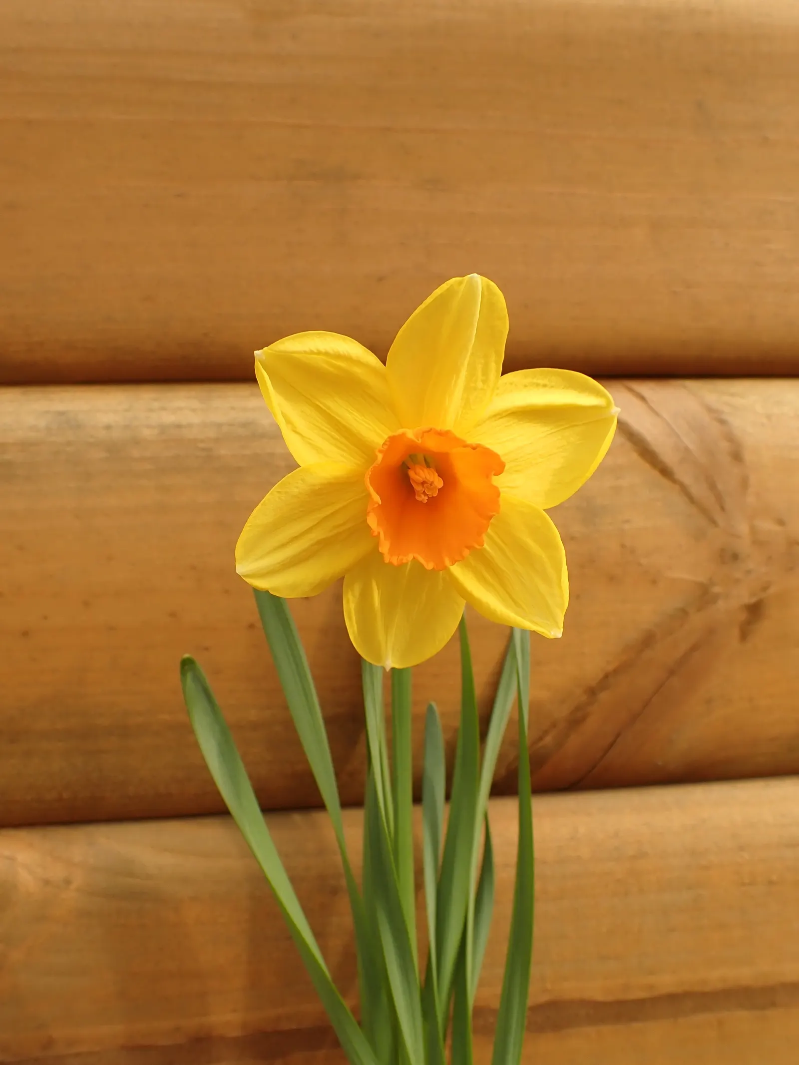 Daffodil (Narcissus Assorted Varieties) — strap-like leaves that are about 1/2 to 1 inch wide and can grow 6 to 18 inches long; they perform best in full sun