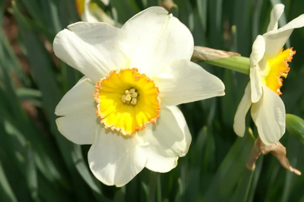 Daffodil (Narcissus Assorted Varieties) — commonly referred to as Daffodil; bulb for full or half