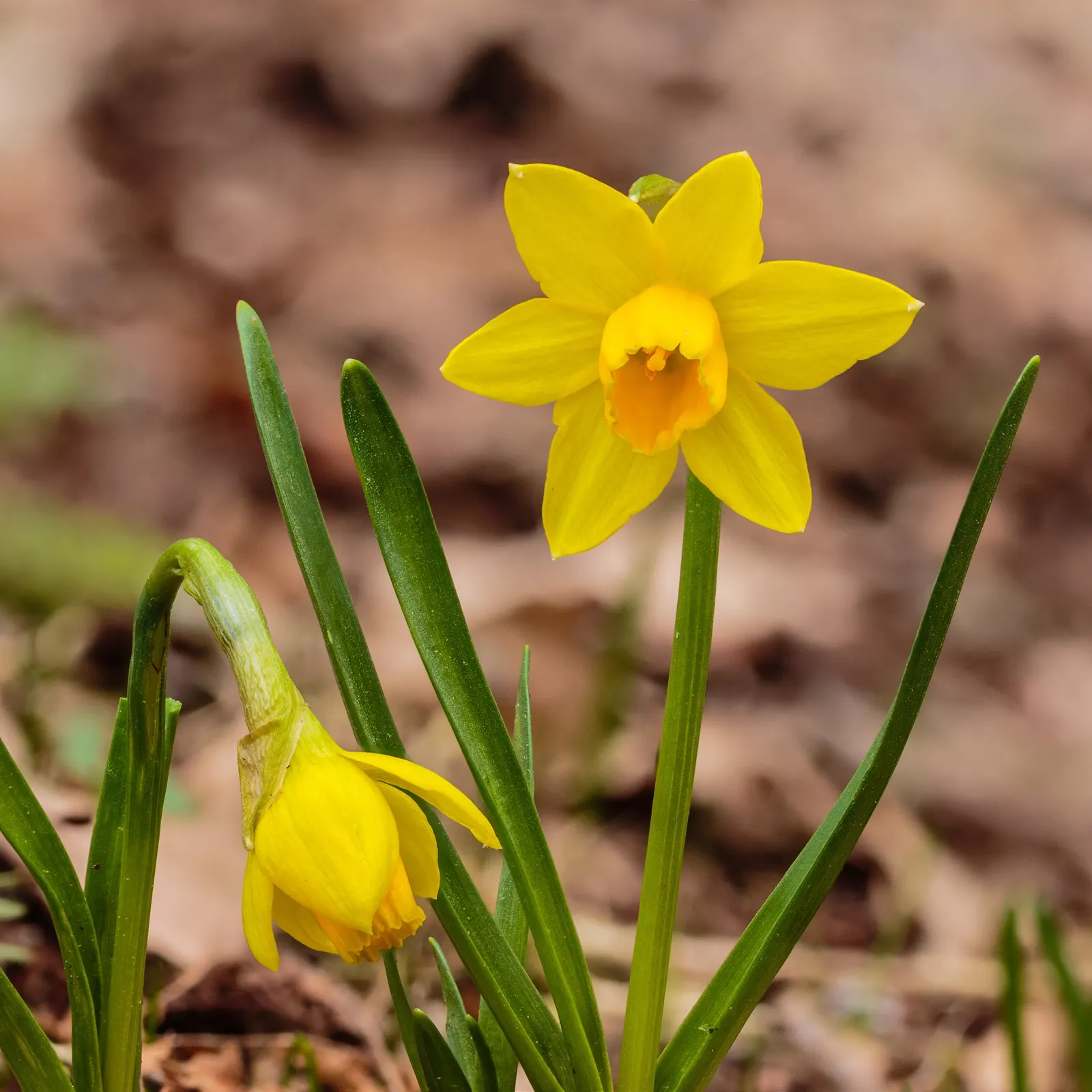 Daffodil (Narcissus Assorted Varieties) — commonly known as Daffodil
