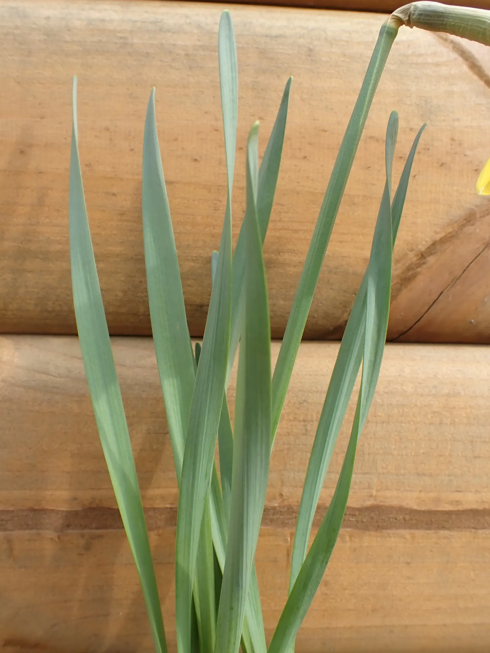 Daffodil (Narcissus Assorted Varieties) — is a spring-blooming perennial famous for its trumpet-shaped flowers; often with contrasting central coronas (cups or