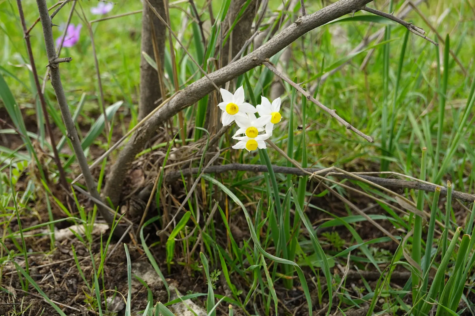 Daffodil (Narcissus Assorted Varieties) — white and yellow flowers in the garden; they are deer-resistant, symbolize rebirth, and are ideal for, image 67