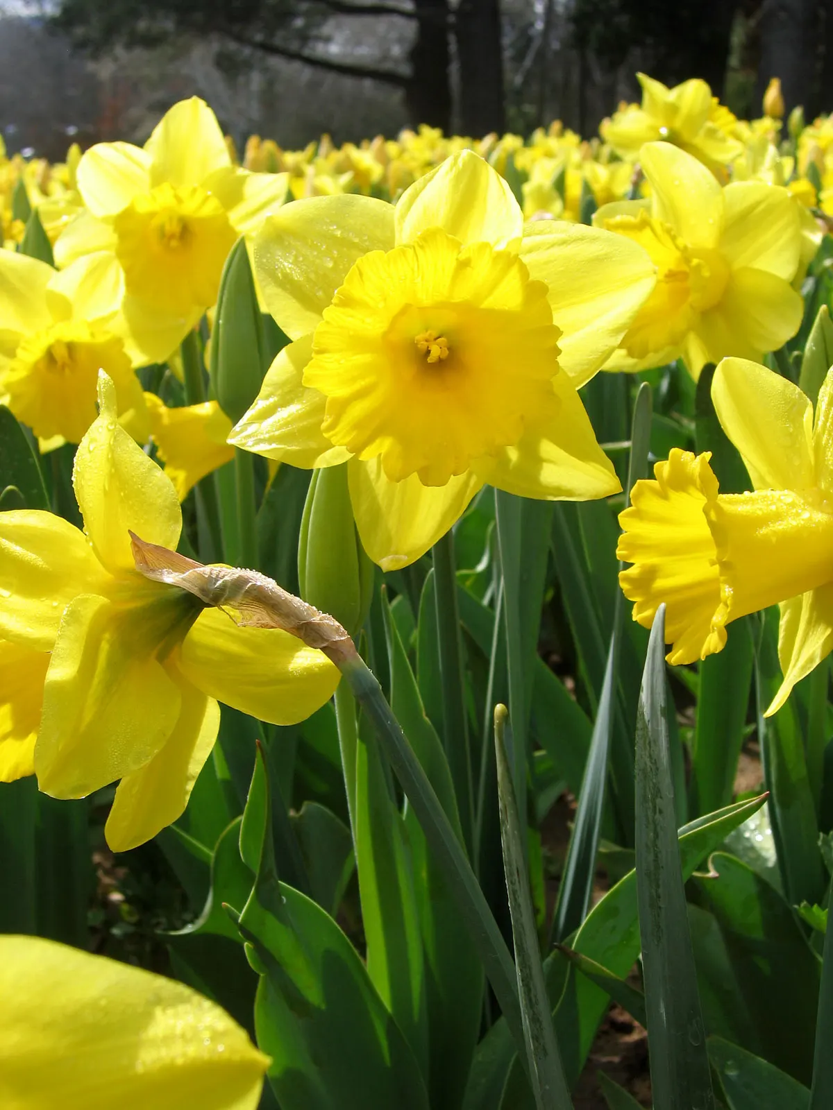 Daffodil (Narcissus Assorted Varieties) — is a spring-blooming perennial famous for its trumpet-shaped flowers