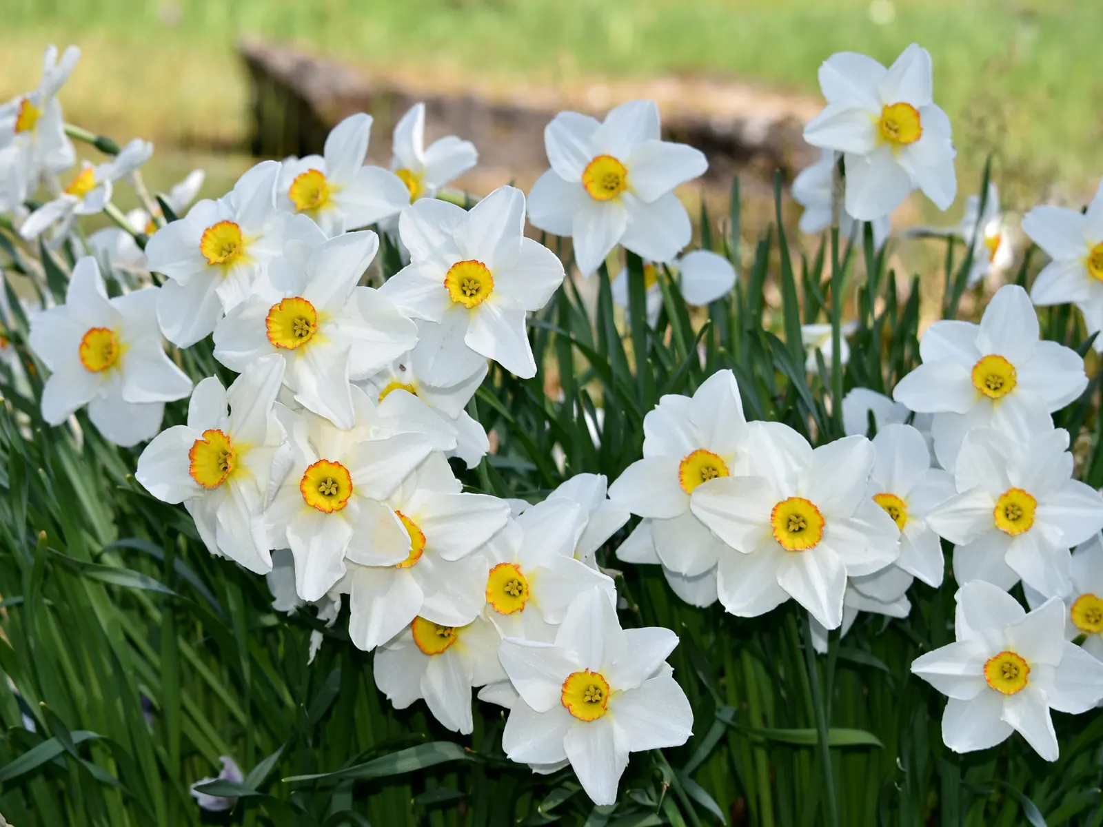 Daffodil (Narcissus Assorted Varieties) — which should maintain sufficient moisture without waterlogging; daffodils will provide recurrent beauty, image 59