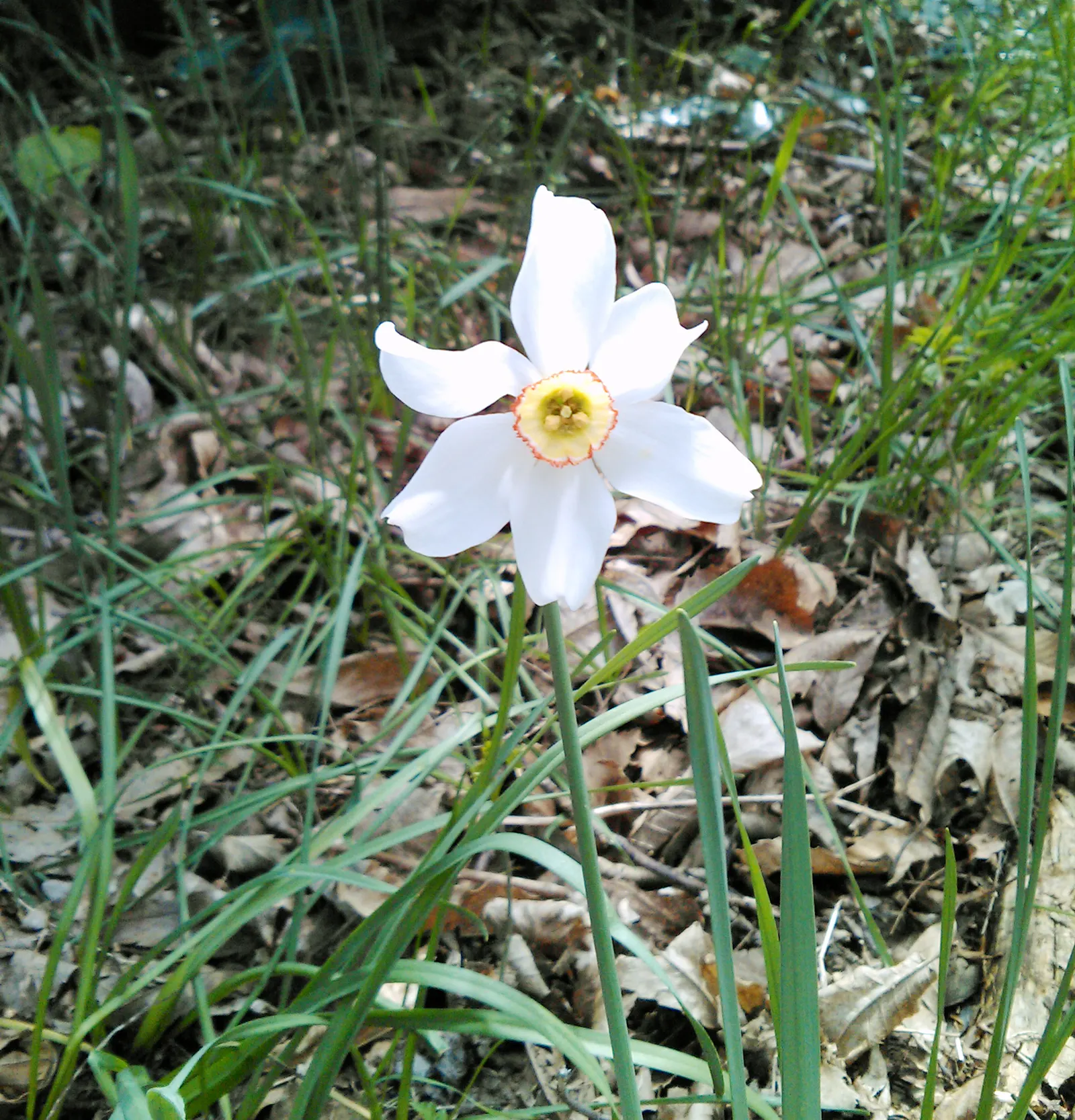 Daffodil (Narcissus Assorted Varieties) — bulb for full or half; as they establish a reliable and stunning presence in any garden setting