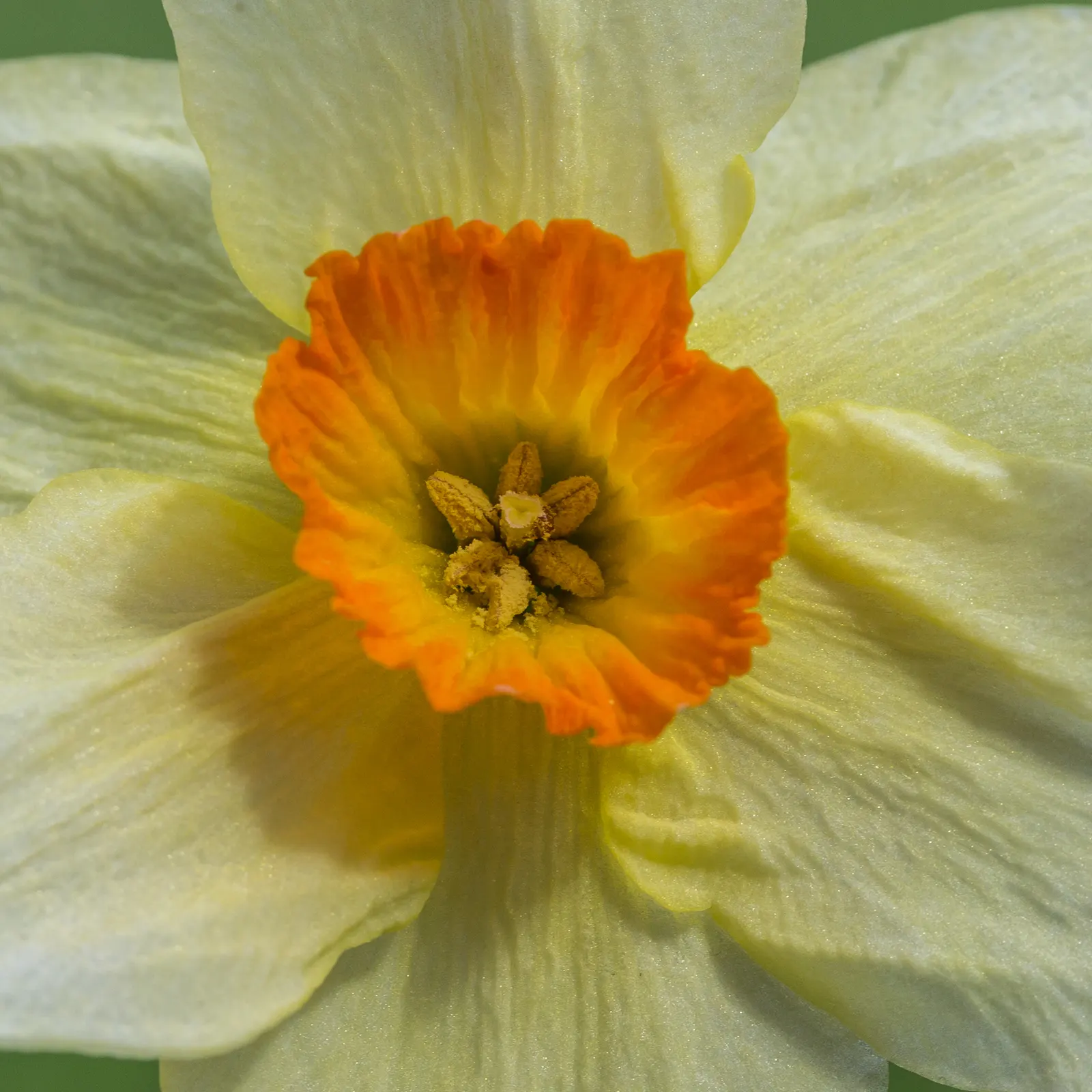 Daffodil (Narcissus Assorted Varieties) — Daffodils will provide recurrent beauty each year with minimal care; requiring at least 6 hours of direct sunlight