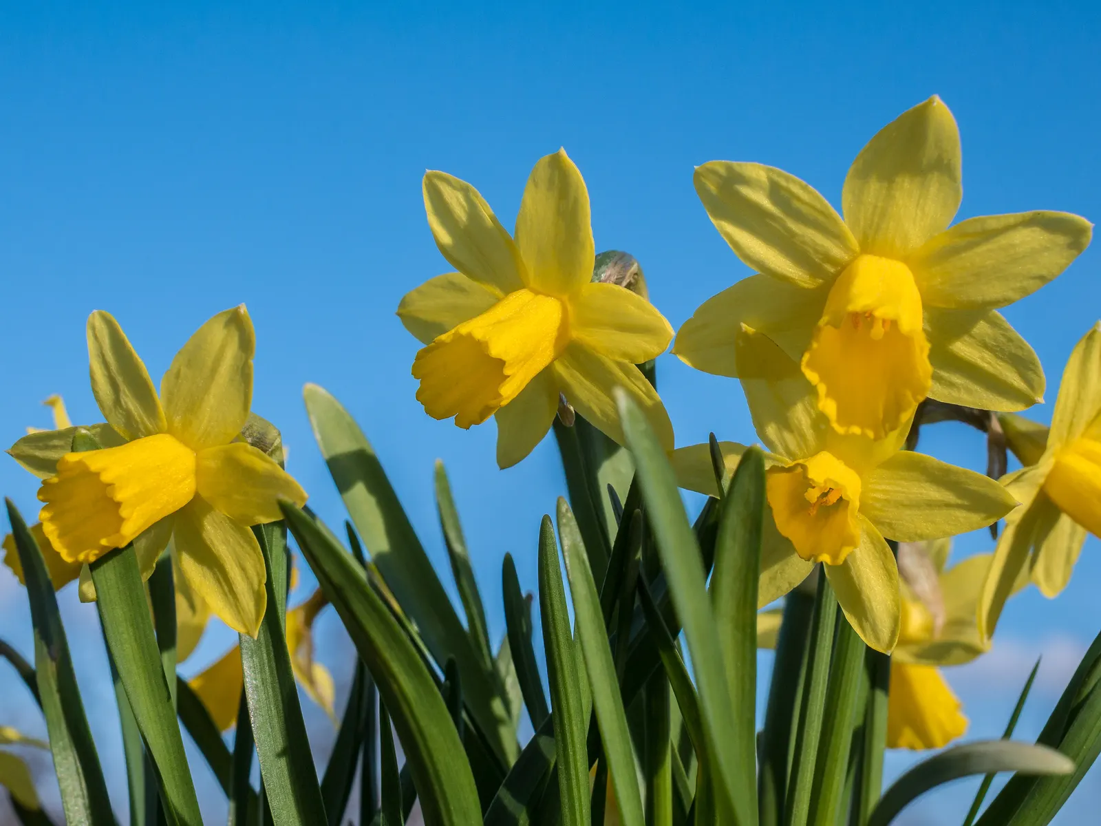 Daffodil (Narcissus Assorted Varieties) — They are deer-resistant, symbolize rebirth, and are ideal for adding a splash of early-season color; these bulbs are