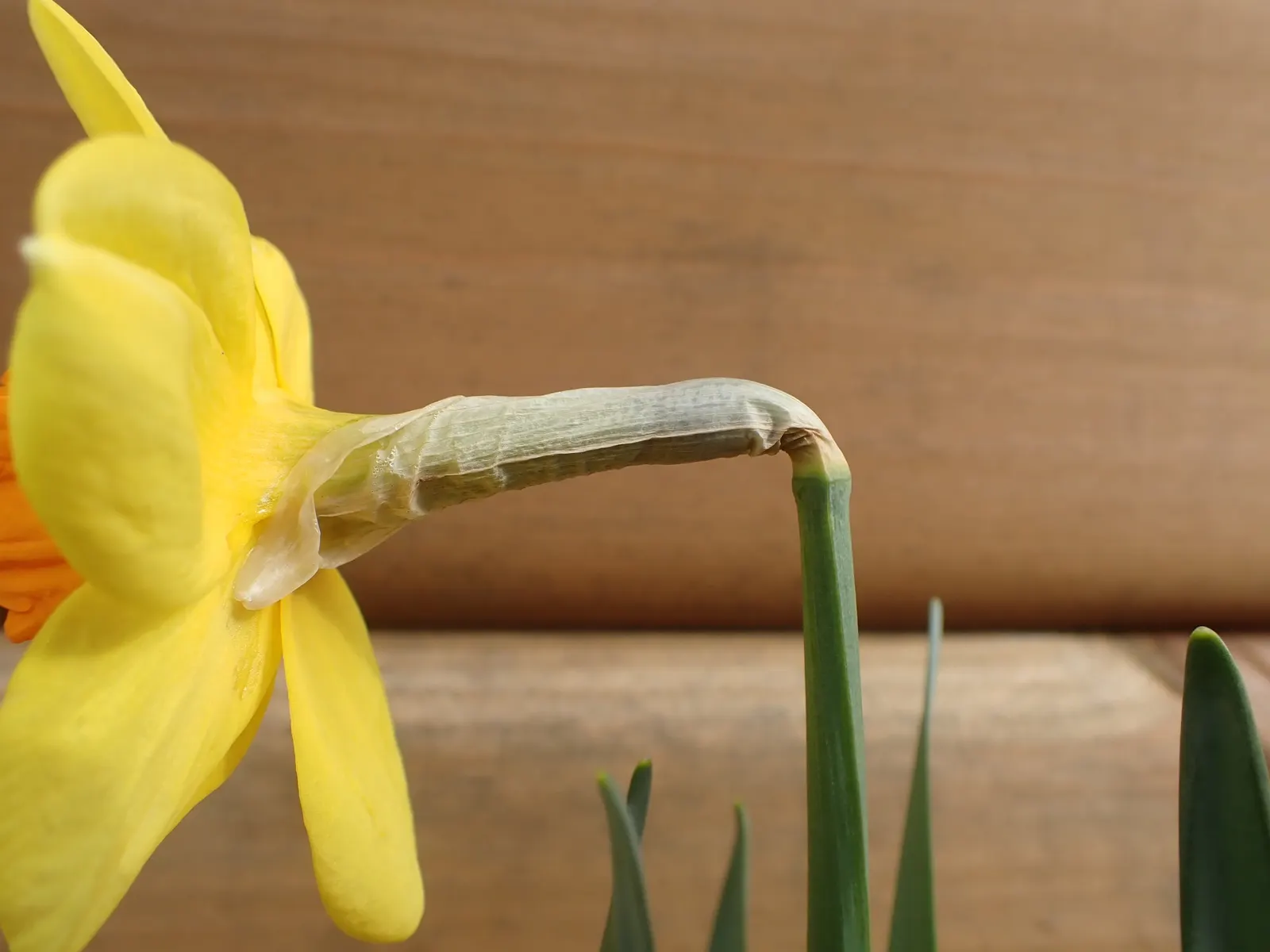 Daffodil (Narcissus Assorted Varieties) — which should maintain sufficient moisture without waterlogging