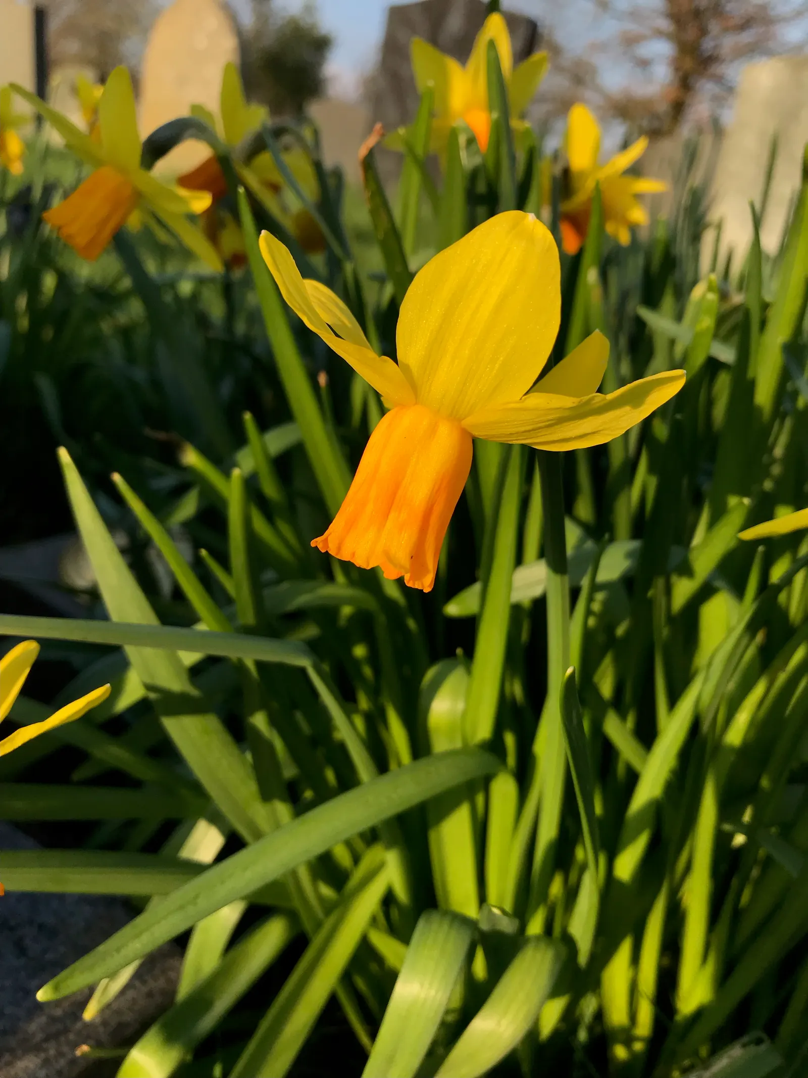 Daffodil (Narcissus Assorted Varieties) — Daffodils reach a height of 6-24 inches and are excellent for borders and naturalizing
