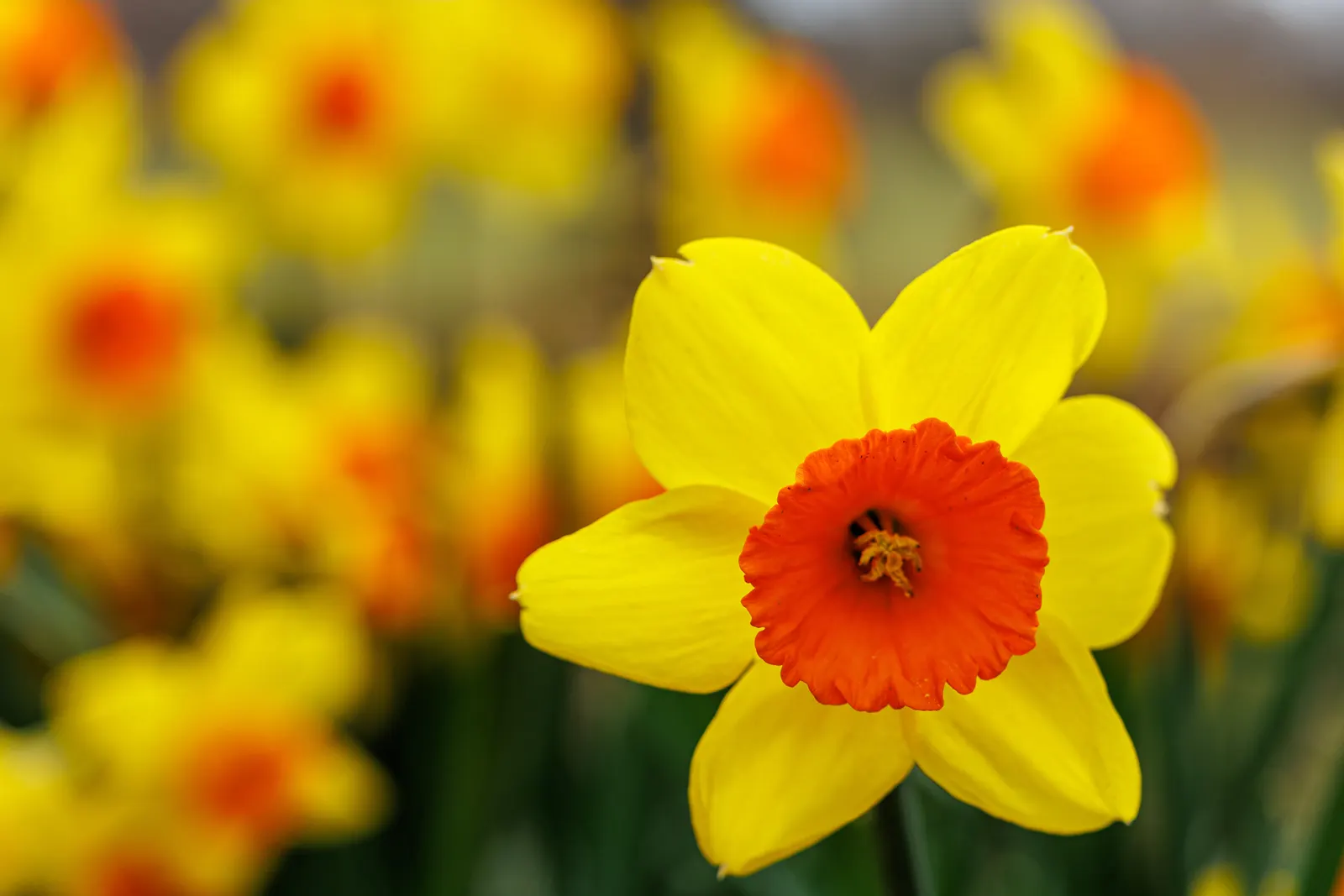 Daffodil (Narcissus Assorted Varieties) — requiring at least 6 hours of direct sunlight each day.<br><br>For landscape design; <br><br>Daffodils display a