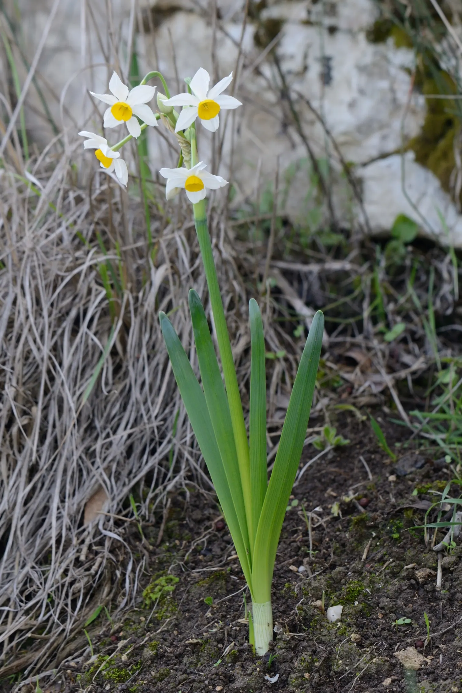 Daffodil (Narcissus Assorted Varieties) — They are deer-resistant, symbolize rebirth, and are ideal for adding a splash of early-season color
