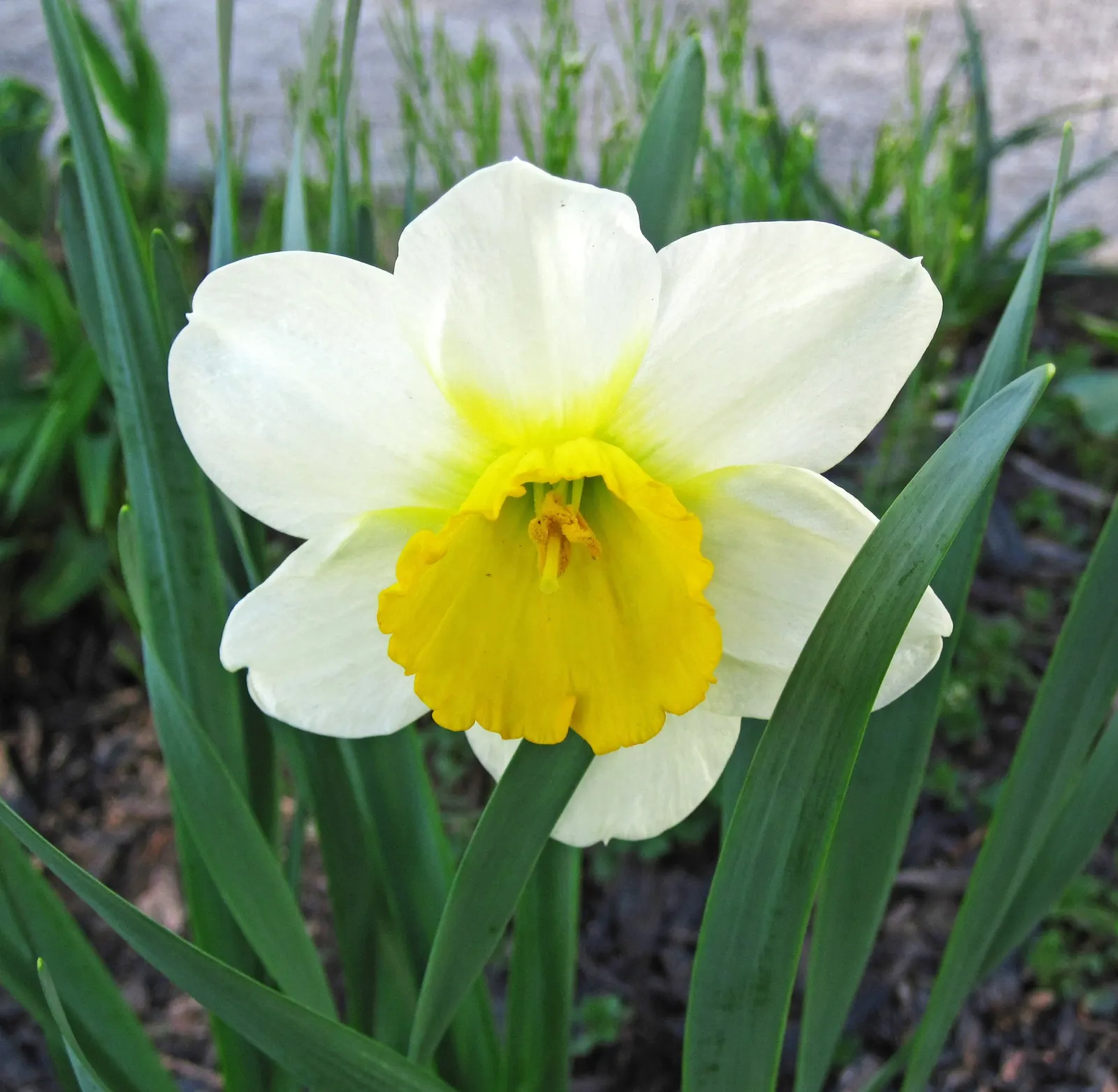 Daffodil (Narcissus Assorted Varieties) — requiring at least 6 hours of direct sunlight each day.<br><br>For landscape design; <br><br>Daffodils, image 61