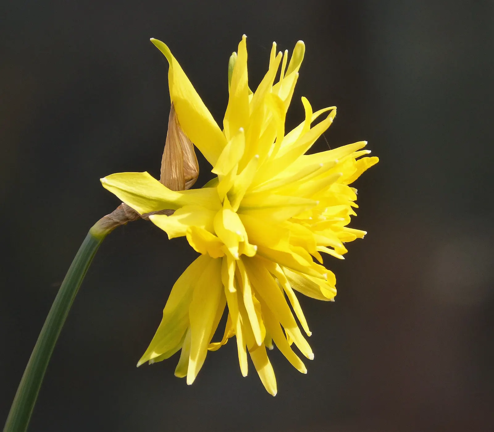 Daffodil (Narcissus Assorted Varieties) — The foliage typically consists of blue-green; commonly referred to as Daffodil, image 54