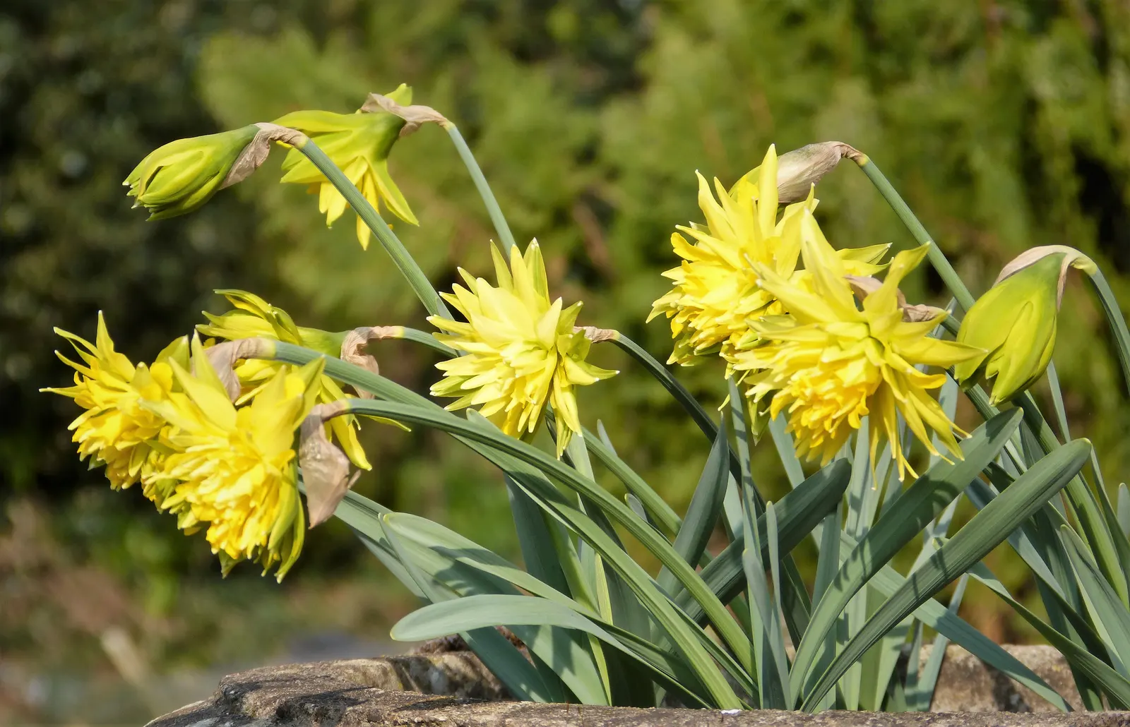 Daffodil (Narcissus Assorted Varieties) — these bulbs are ideal for naturalizing in lawns; they are relatively low maintenance, resistant to deer, image 62