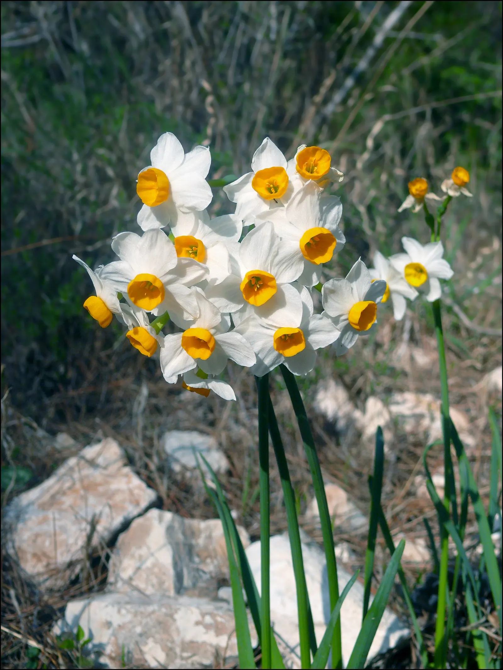 Daffodil (Narcissus Assorted Varieties) — as they establish a reliable and stunning presence in any garden setting; bulb with white and yellow, image 66
