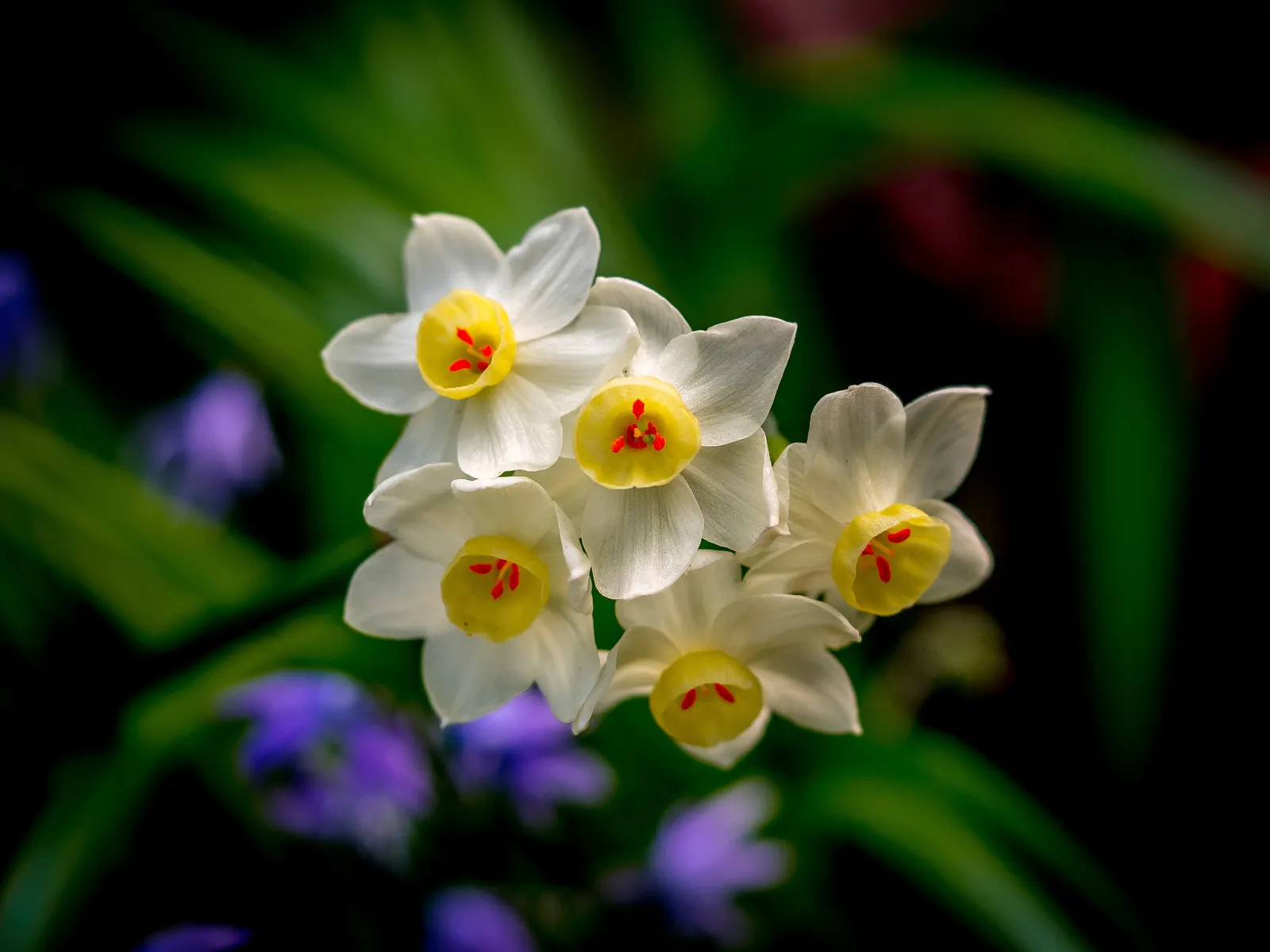 Daffodil (Narcissus Assorted Varieties) — They thrive in USDA zones 3-8 with full to partial sun and well-drained soil; is a spring-blooming, image 50