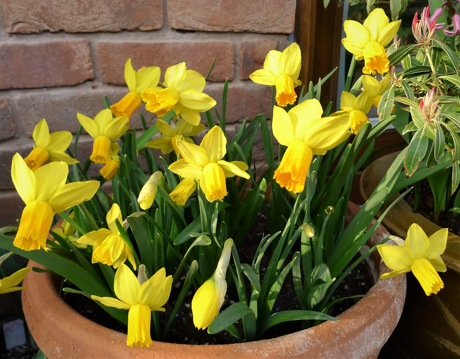 Daffodil (Narcissus Assorted Varieties) — They are relatively low maintenance, resistant to deer and other wildlife, and can multiply over the years