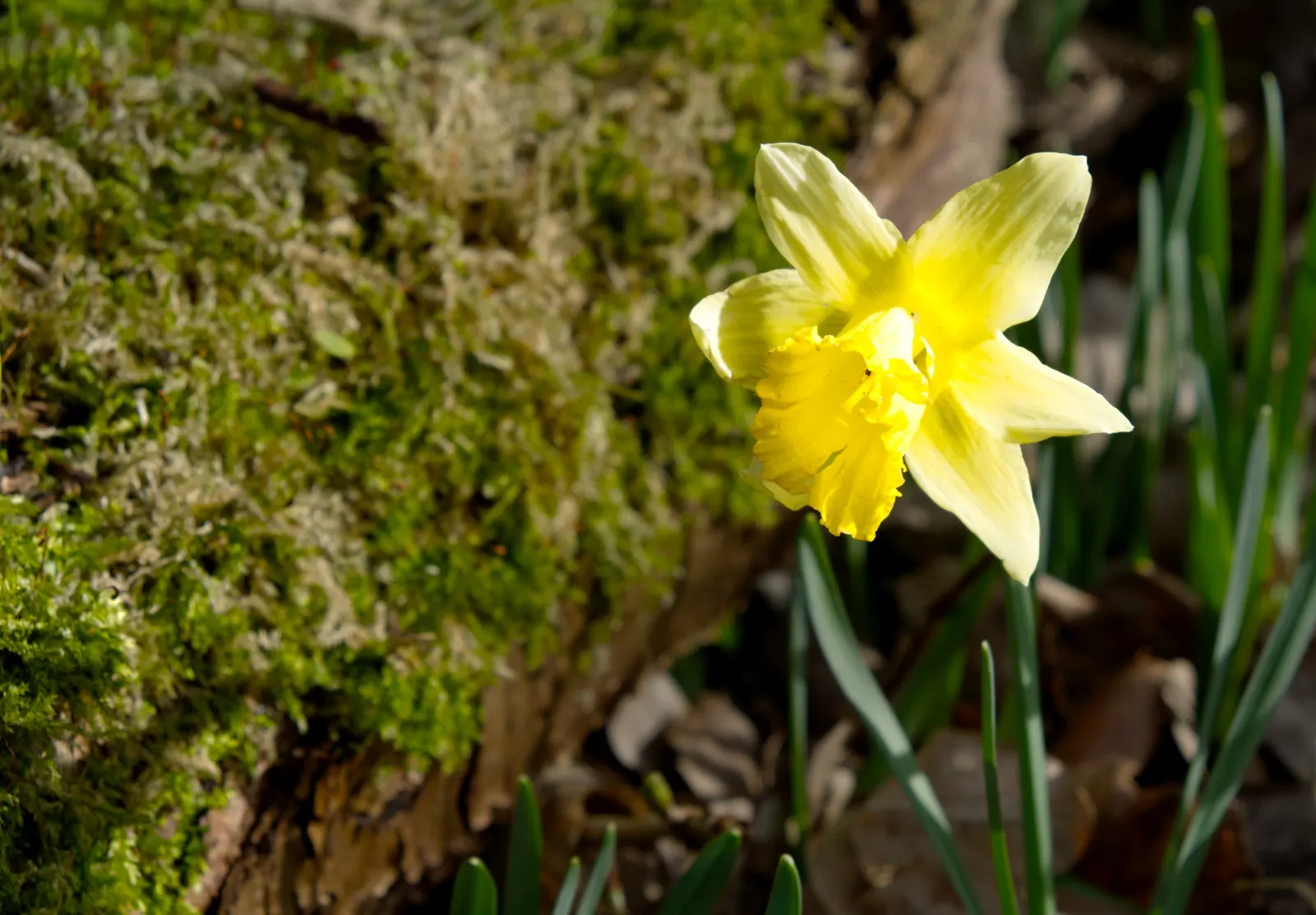 Daffodil (Narcissus Assorted Varieties) — these bulbs are ideal for naturalizing in lawns; they are relatively low maintenance, resistant to deer and other
