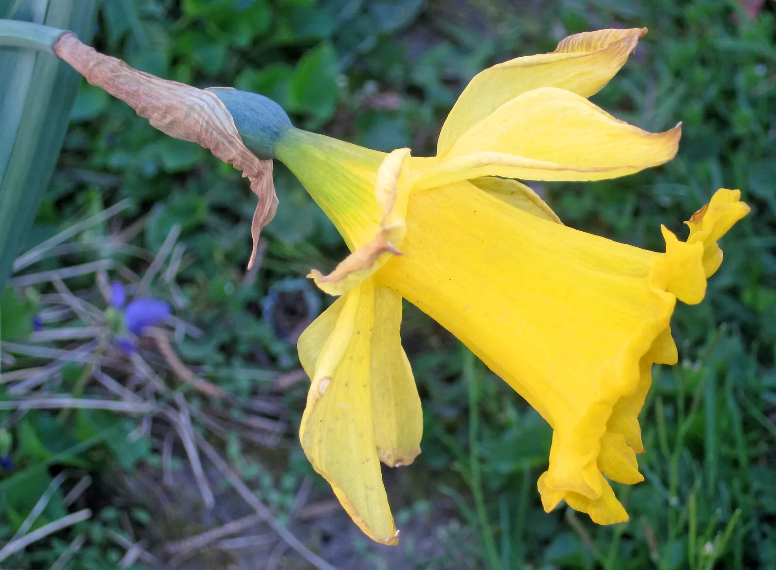 Daffodil (Narcissus Assorted Varieties) — They thrive in USDA Hardiness Zones 3 through 8 and prefer well-drained soil