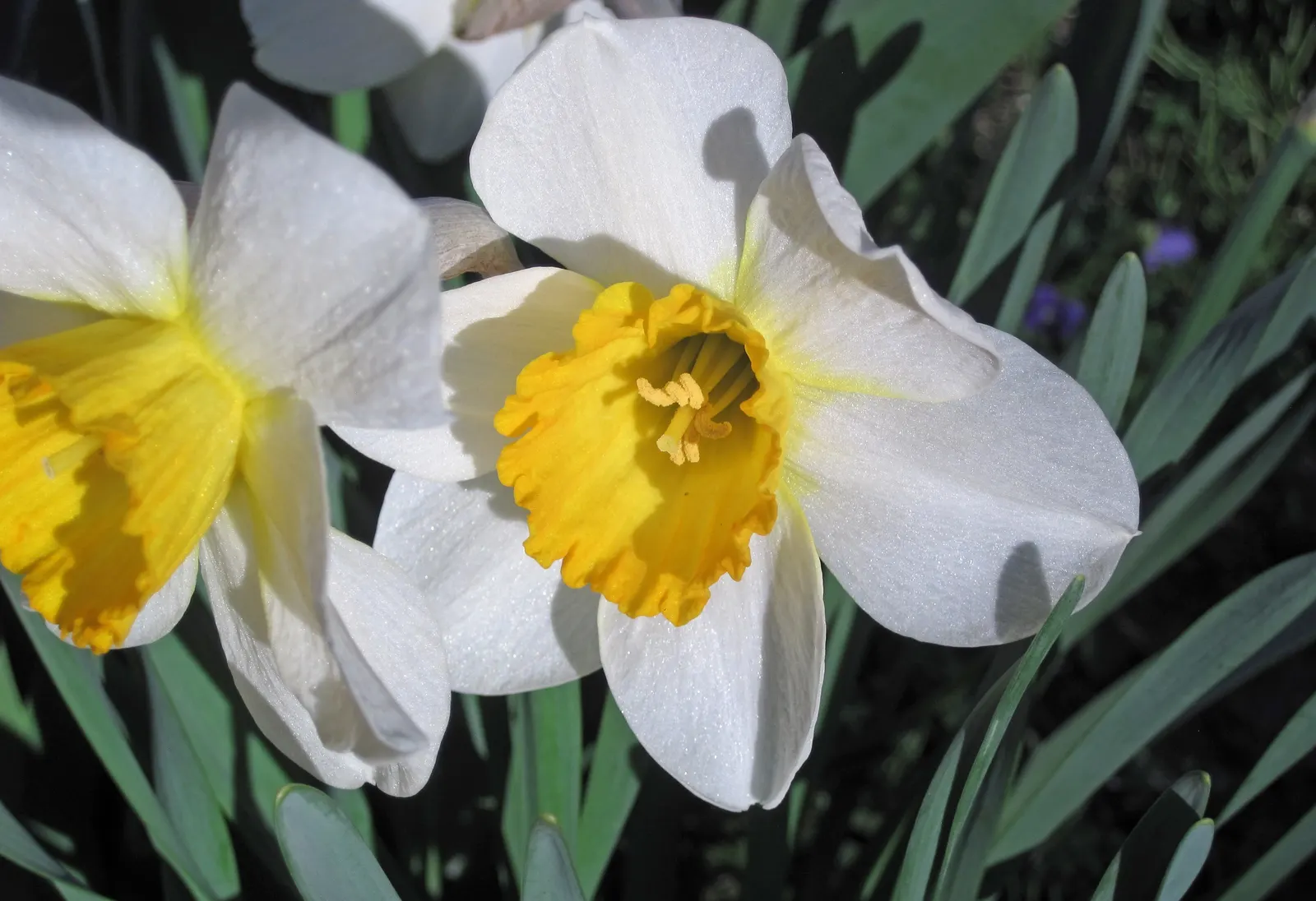 Daffodil (Narcissus Assorted Varieties) — often with contrasting central coronas (cups or trumpets)