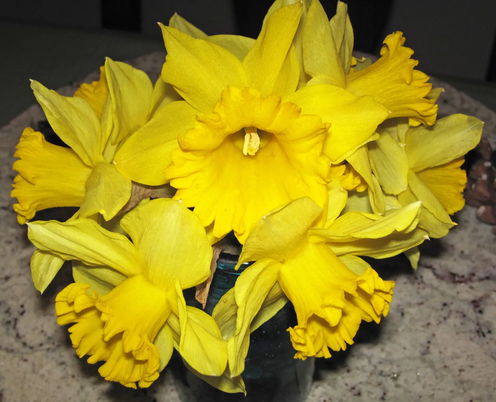 Daffodil (Narcissus Assorted Varieties) — commonly referred to as Daffodil; bulb for full or half, image 53
