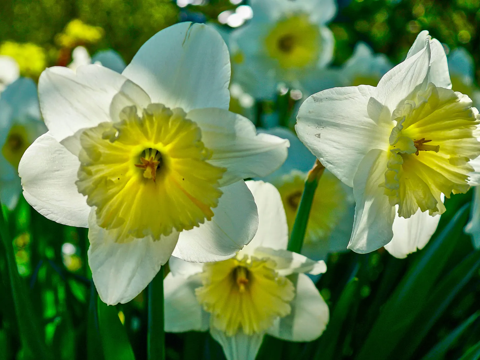 Daffodil (Narcissus Assorted Varieties) — bulb with white and yellow blooms; which should maintain sufficient moisture without waterlogging