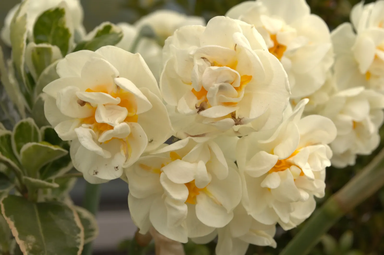 Daffodil (Narcissus Assorted Varieties) — They thrive in USDA zones 3-8 with full to partial sun and well-drained soil; is a spring-blooming perennial famous